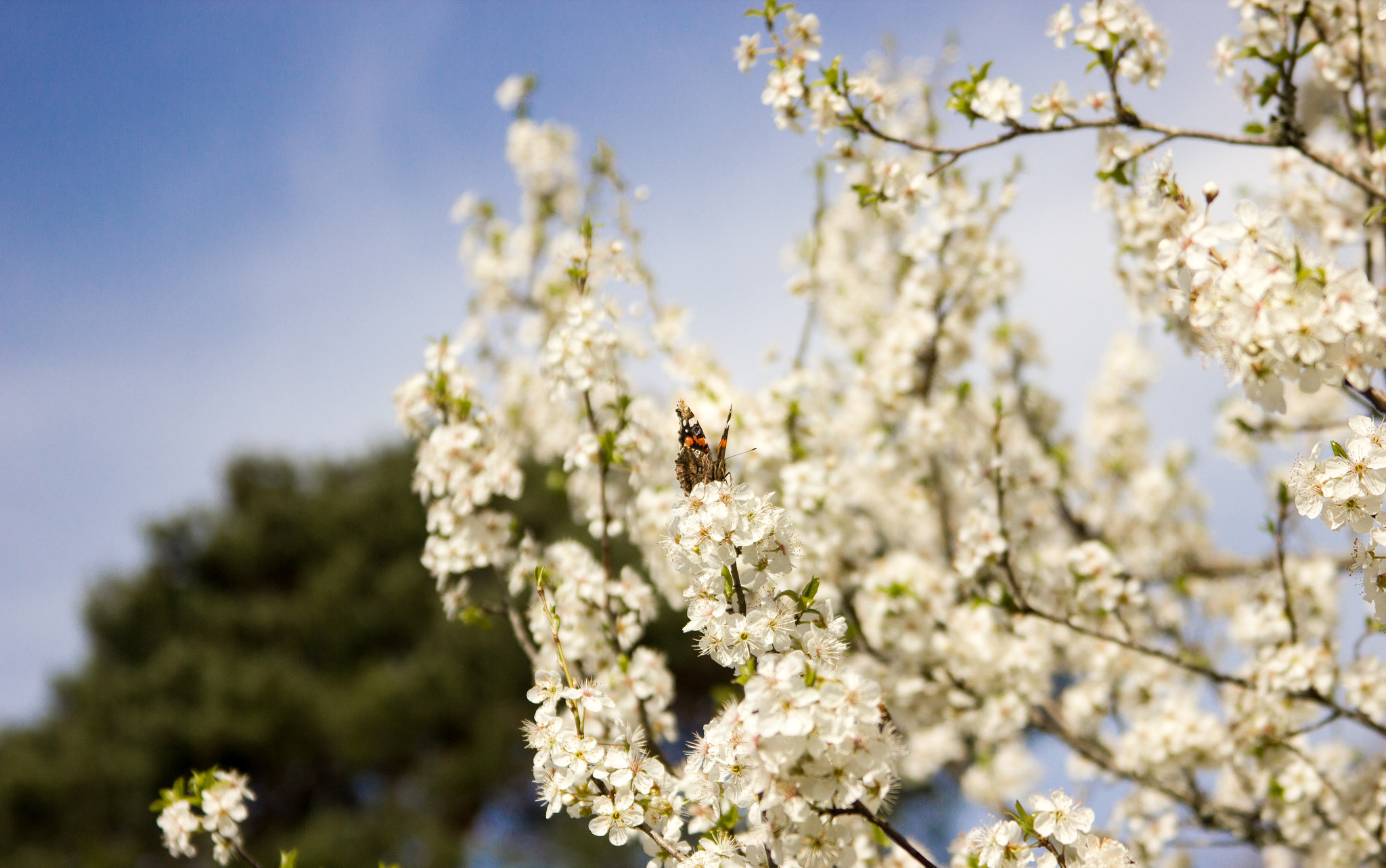 Canon EF 28-135mm F3.5-5.6 IS USM sample photo. Butterfly photography