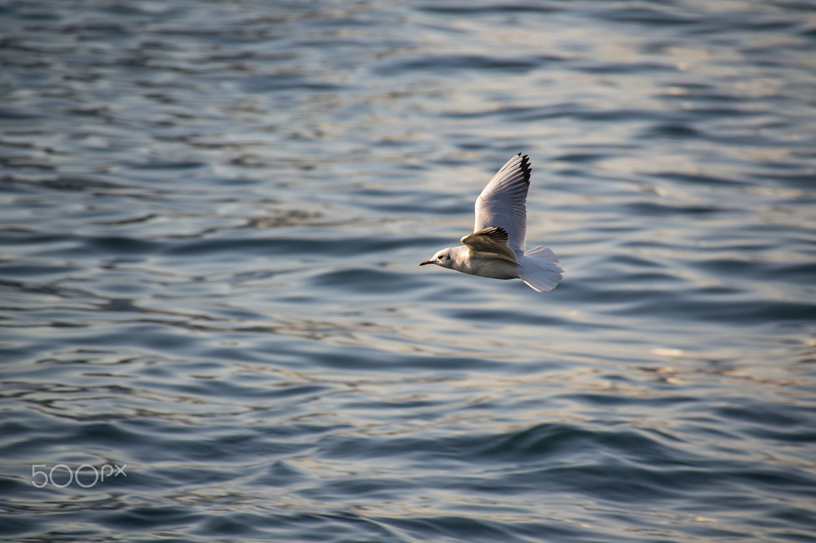 Sigma 18-250mm F3.5-6.3 DC Macro OS HSM sample photo. Seagull flying over the sea photography