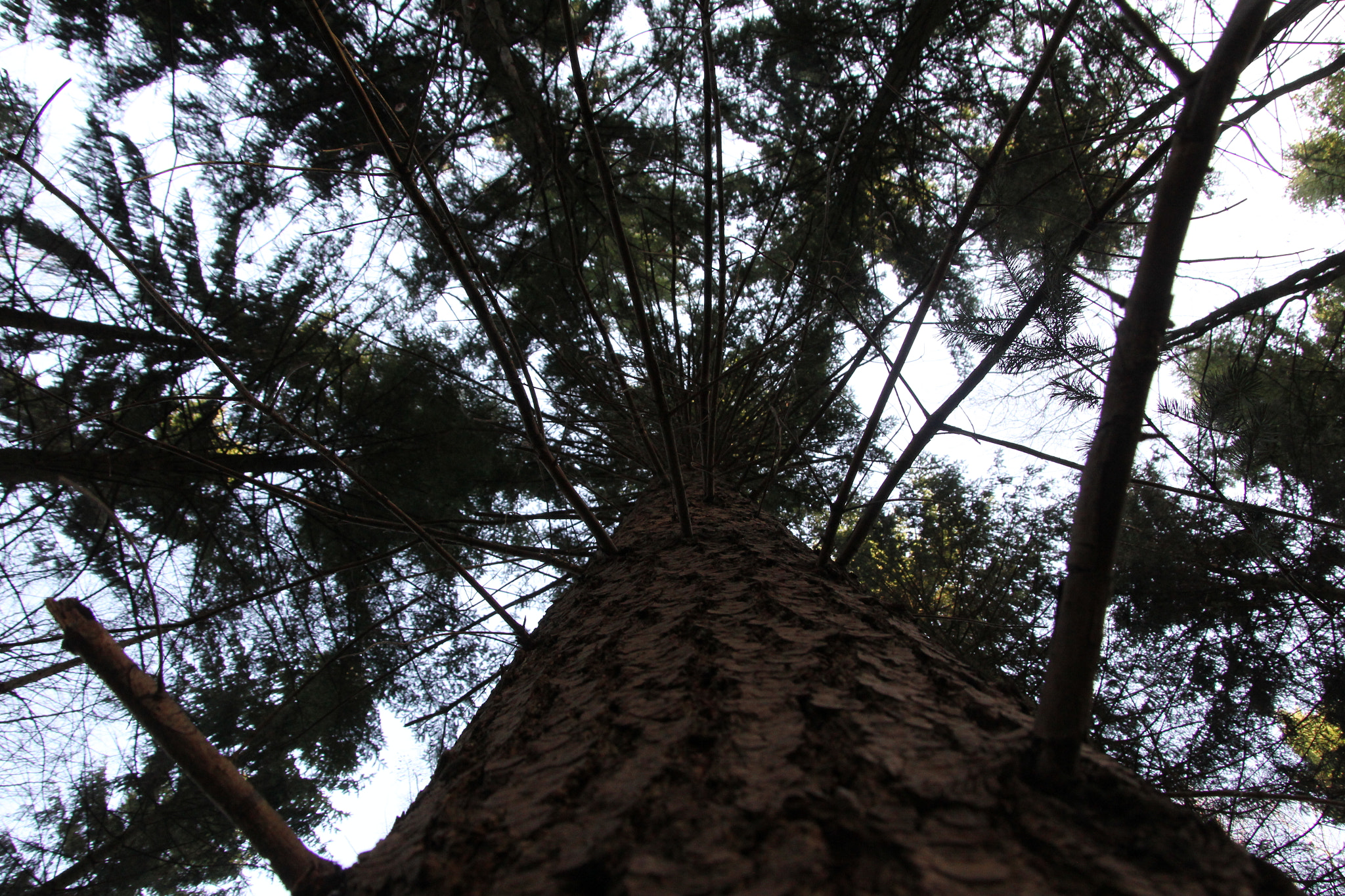 Canon EOS 60D + Canon TS-E 90mm F2.8 Tilt-Shift sample photo. Forest photography