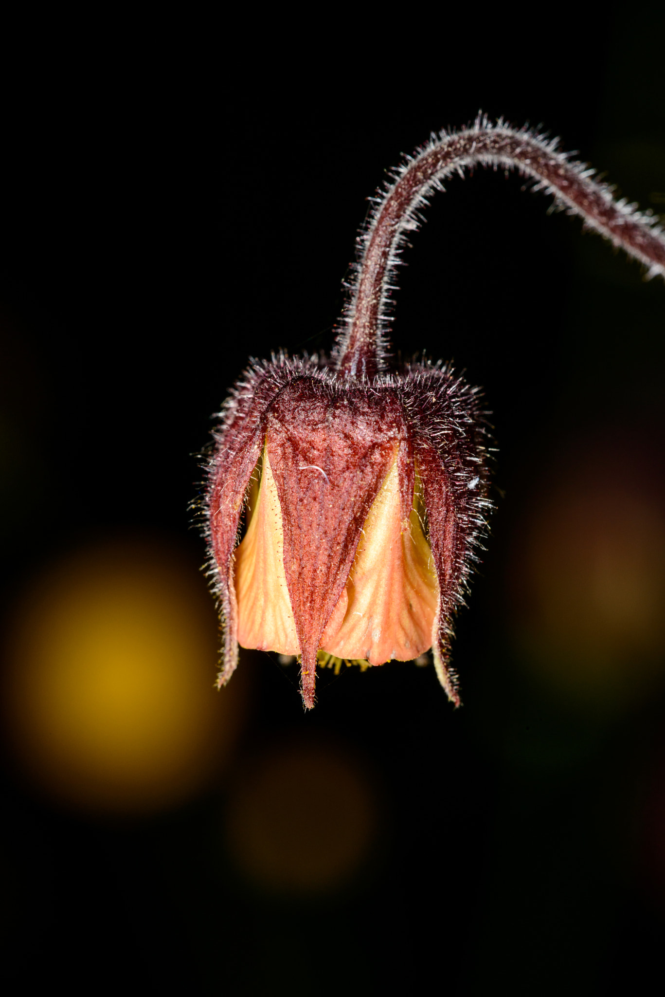 Sigma 150mm F2.8 EX DG OS Macro HSM sample photo. Purple avens photography
