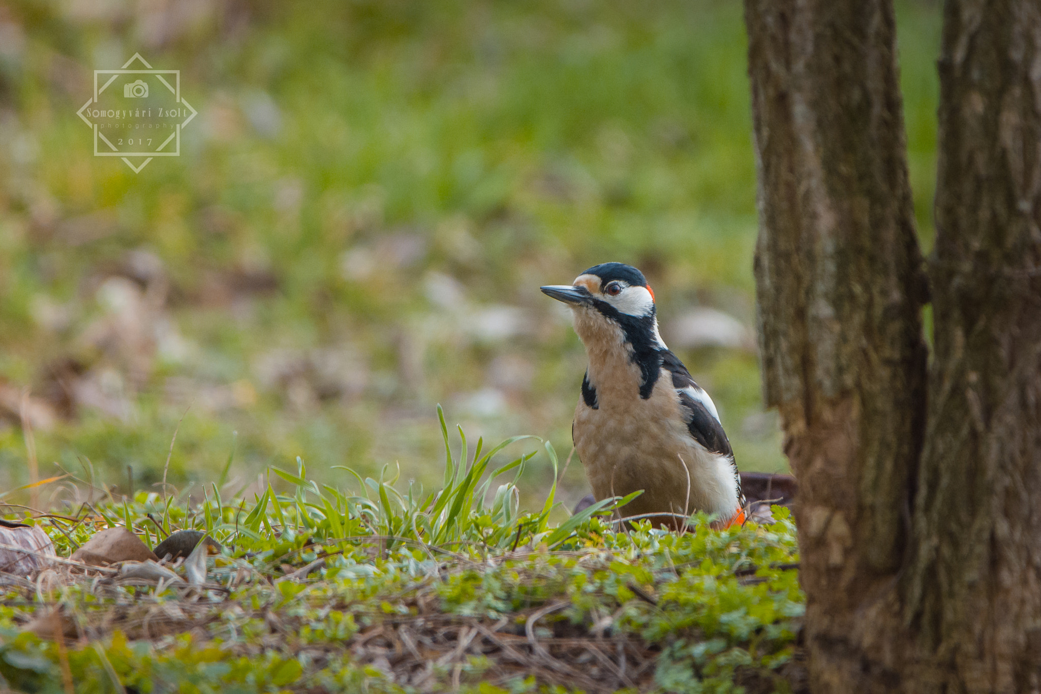 Nikon D7100 + Sigma 150-600mm F5-6.3 DG OS HSM | C sample photo. Great woodpecker. photography