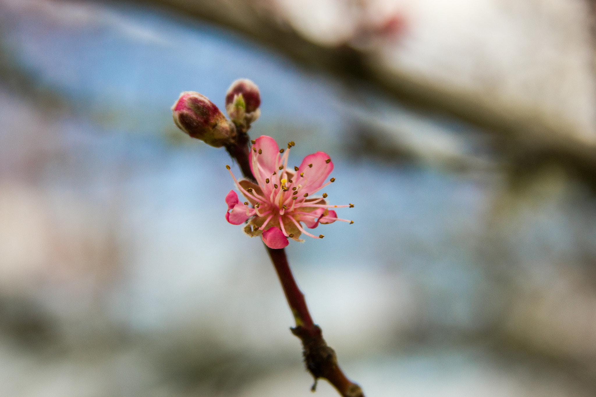 Canon EF 28-135mm F3.5-5.6 IS USM sample photo. Prunus persica photography