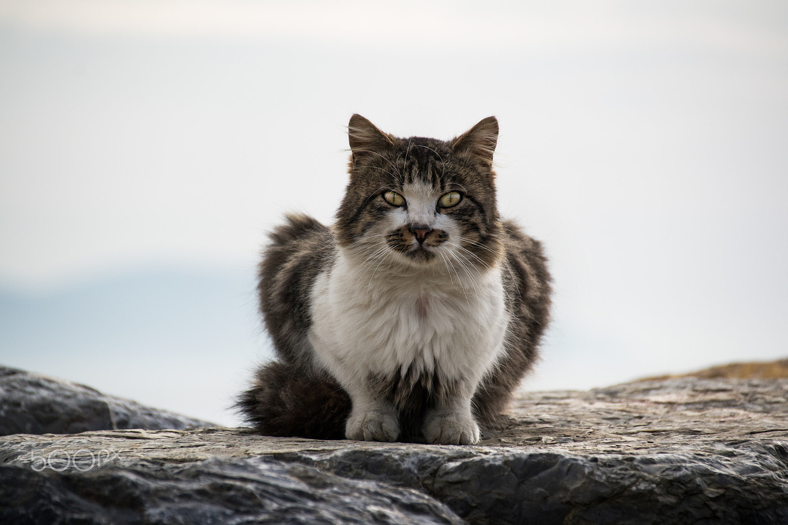 Sigma 18-250mm F3.5-6.3 DC Macro OS HSM sample photo. Close-up cat photography