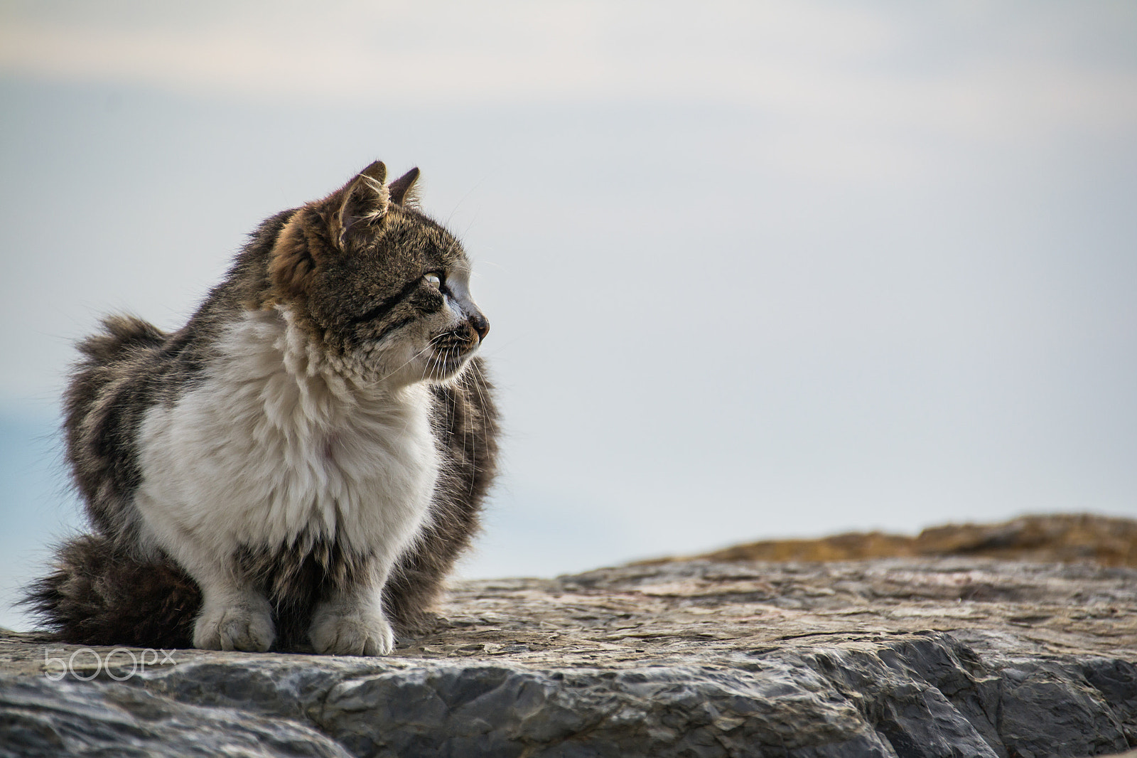 Sigma 18-250mm F3.5-6.3 DC Macro OS HSM sample photo. Close-up cat photography