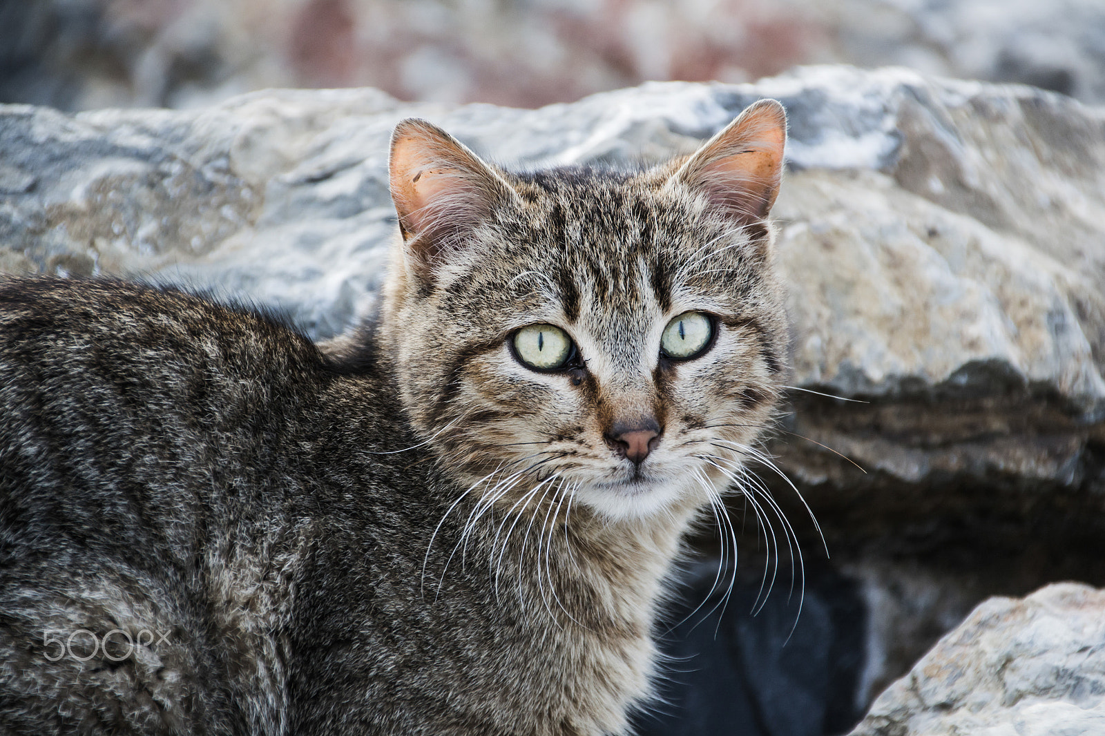 Sigma 18-250mm F3.5-6.3 DC Macro OS HSM sample photo. Close-up cat photography