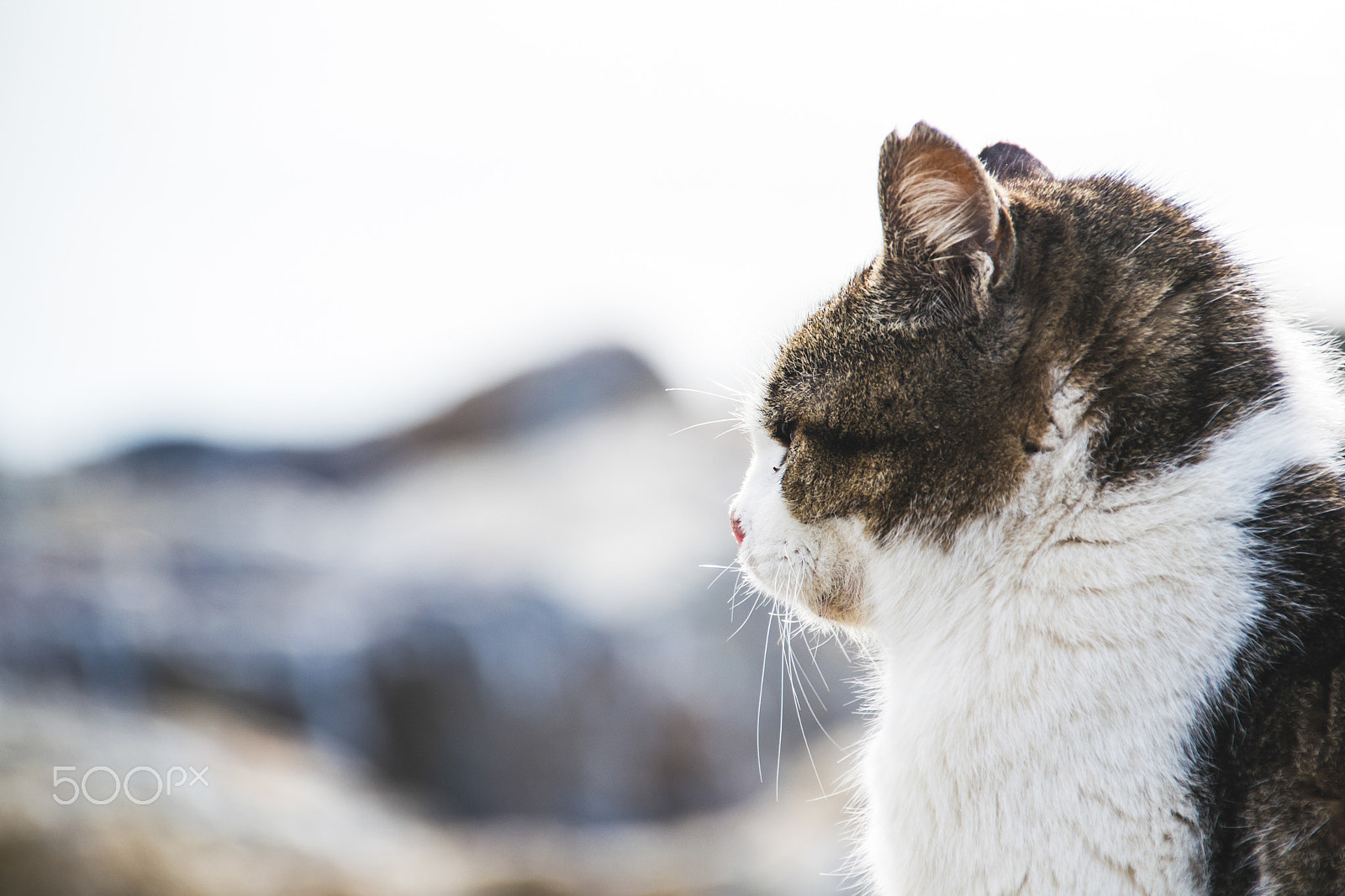 Sigma 18-250mm F3.5-6.3 DC Macro OS HSM sample photo. Close-up cat photography