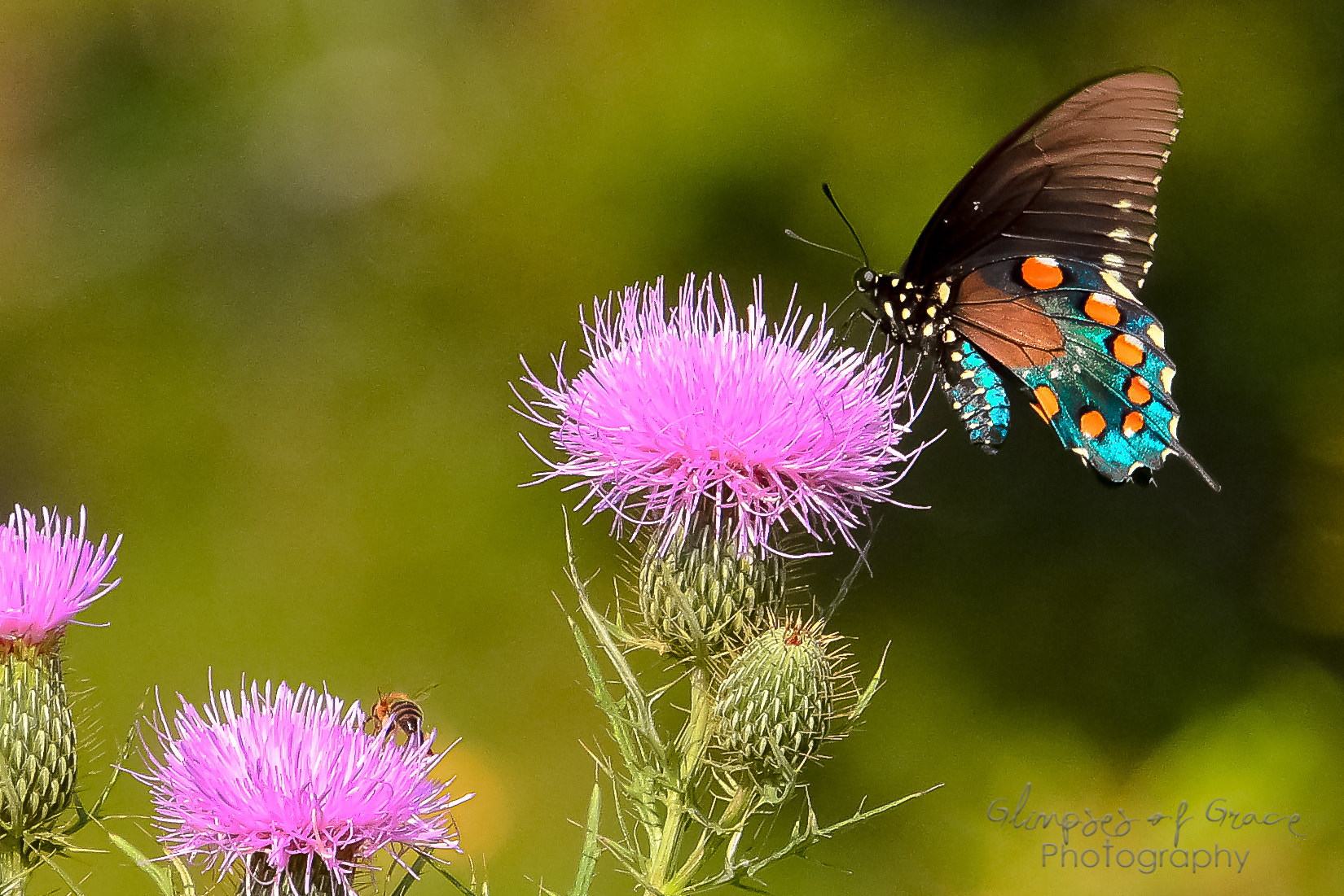 Nikon D7200 sample photo. Pipevine swallowtail photography