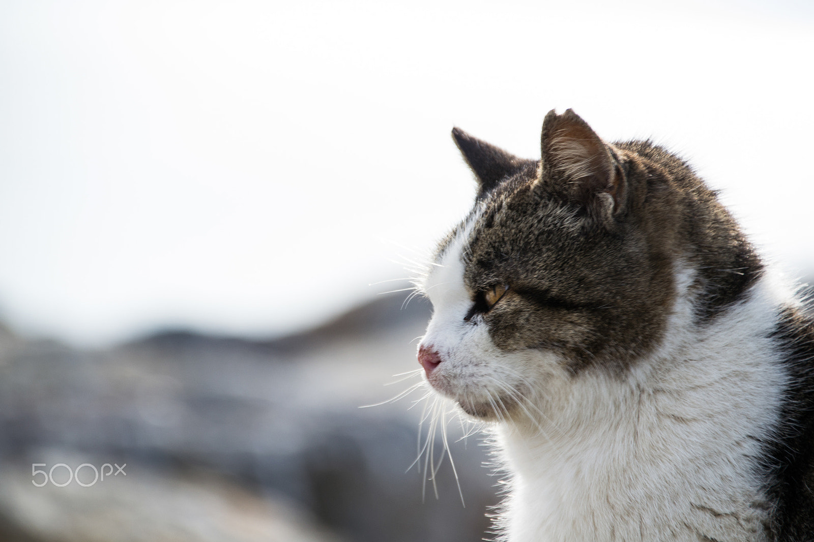 Sigma 18-250mm F3.5-6.3 DC Macro OS HSM sample photo. Close-up cat photography