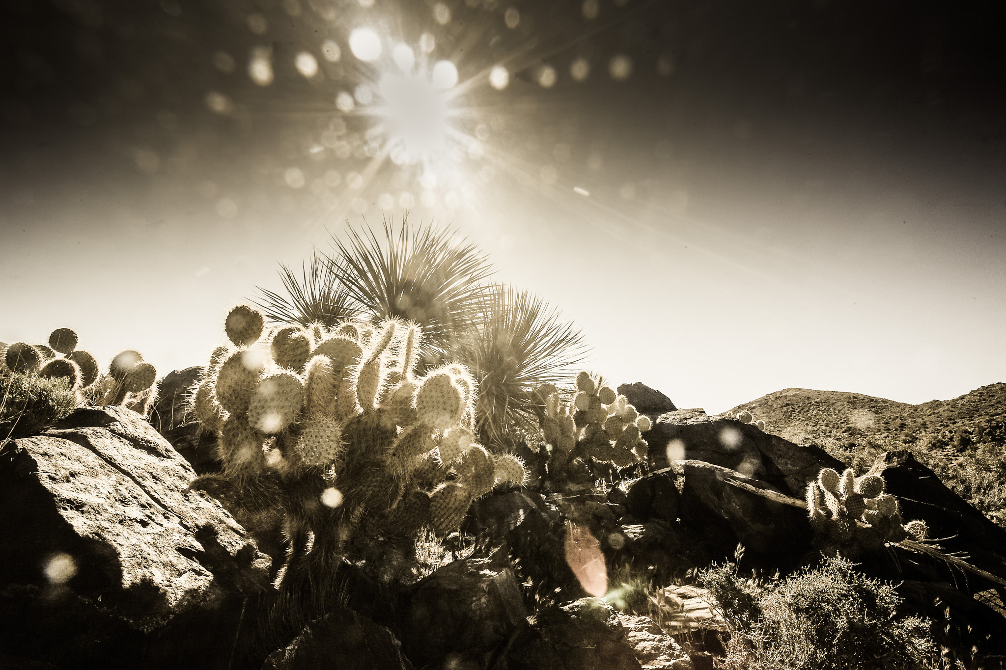 Canon EOS 5D + Canon EF 17-40mm F4L USM sample photo. Joshua tree national park photography