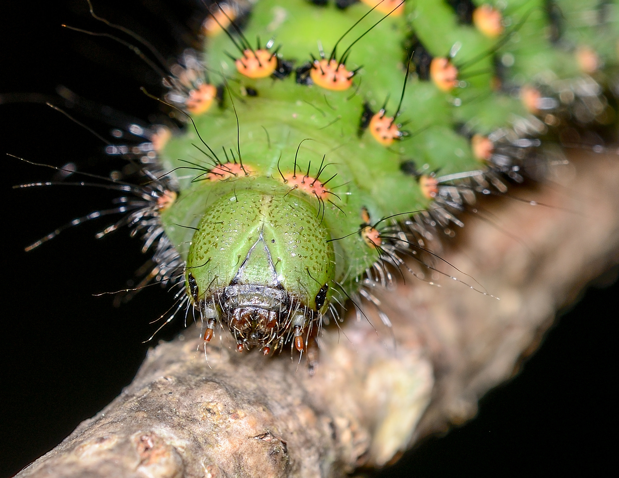 Sigma 150mm F2.8 EX DG OS Macro HSM sample photo. Small emperor moth photography