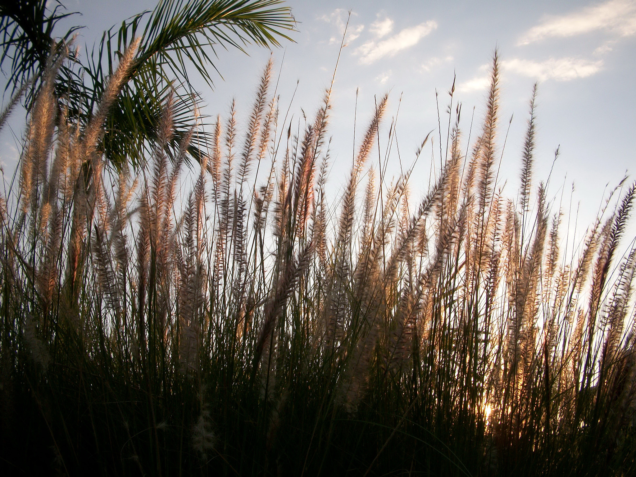 Kodak EASYSHARE M340 DIGITAL CAMERA sample photo. Sunset by the grass photography