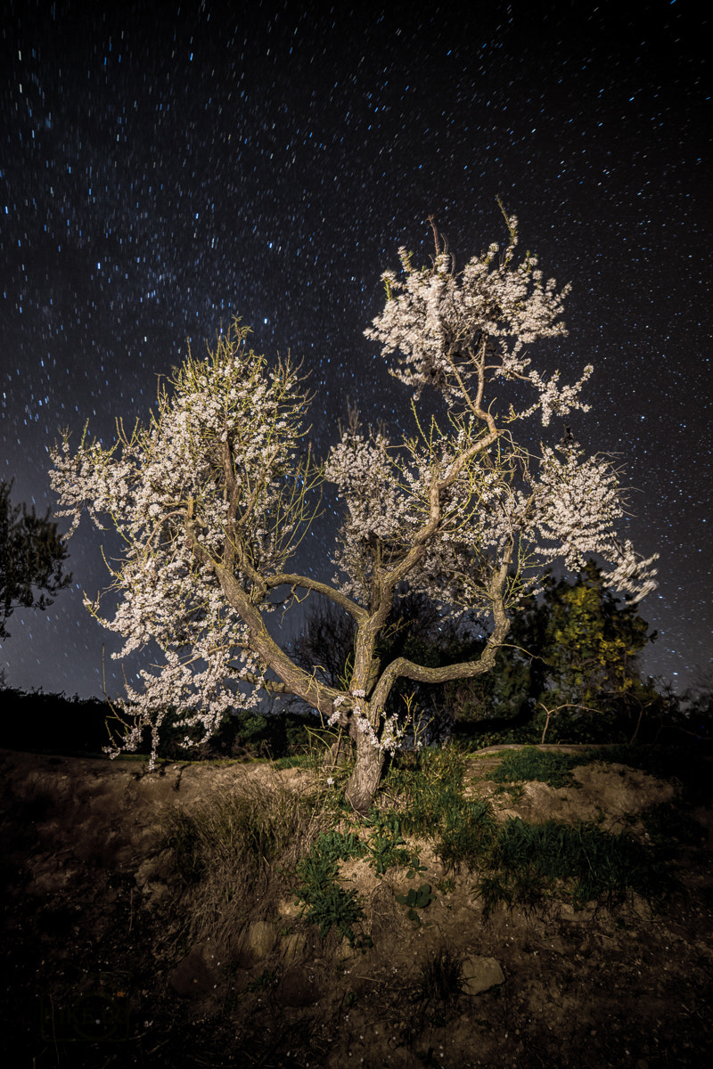 Canon EF 28-80mm f/3.5-5.6 sample photo. Almendro nocturno 2 photography