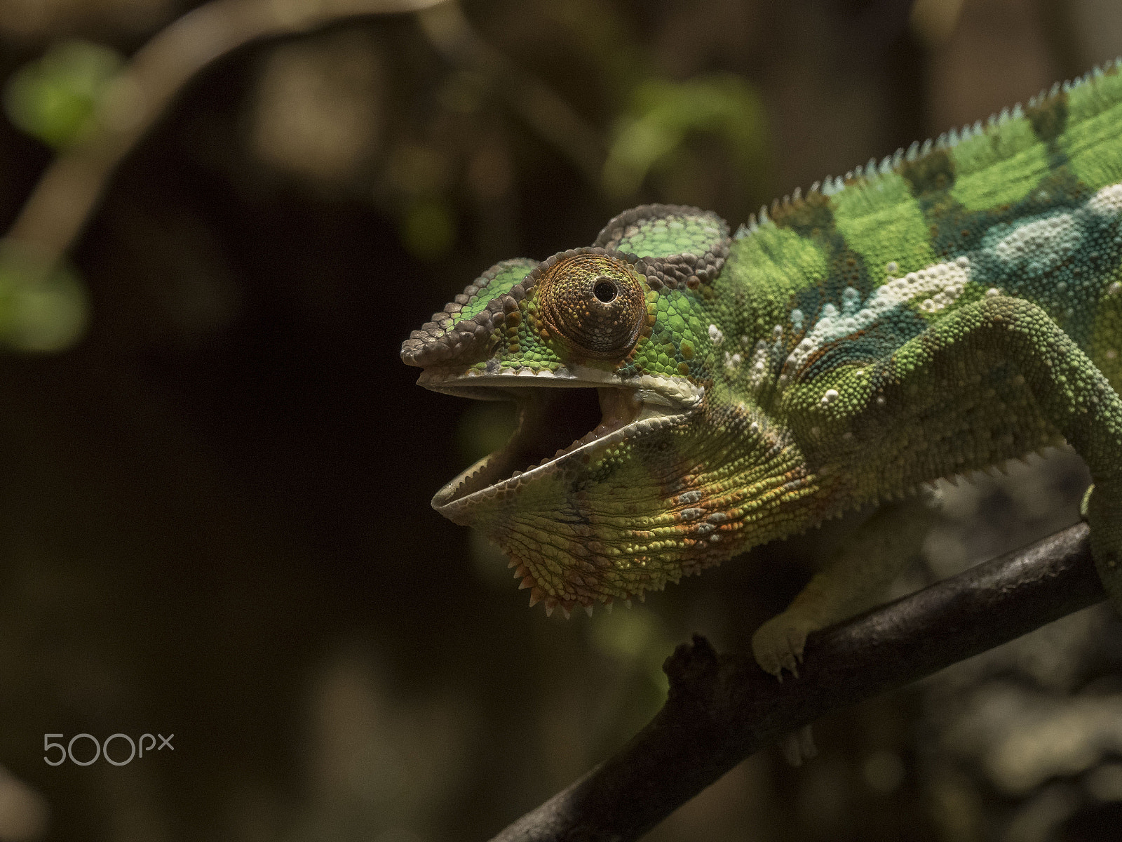 Olympus M.Zuiko Digital ED 60mm F2.8 Macro sample photo. Chameleon photography