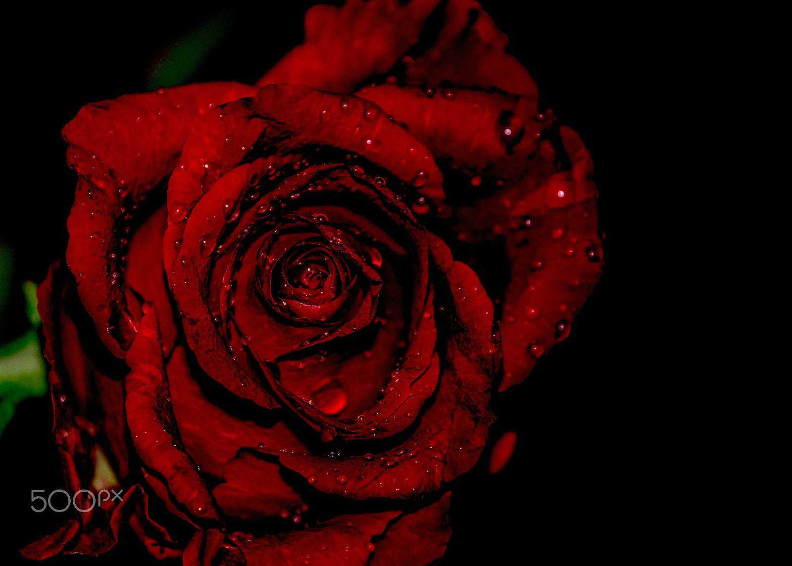 Sony SLT-A68 sample photo. Garden of a single rose photography
