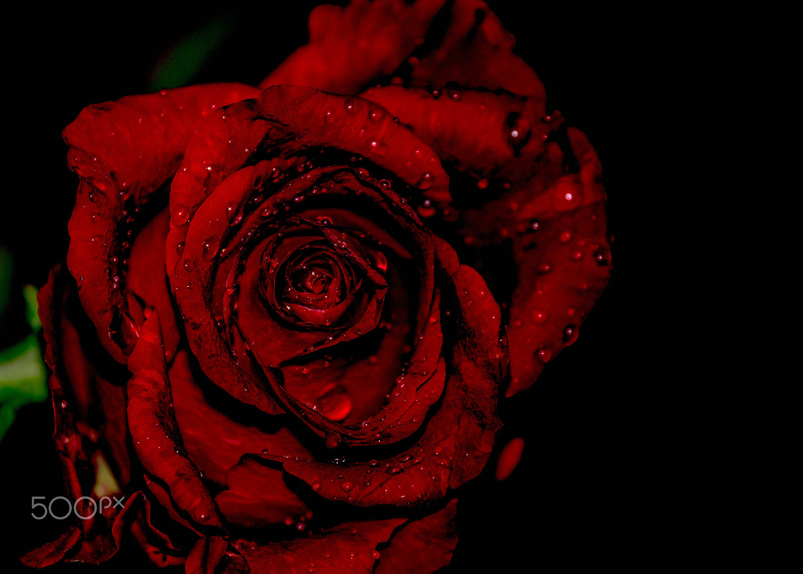 Sony DT 18-135mm F3.5-5.6 SAM sample photo. Garden of a single rose photography