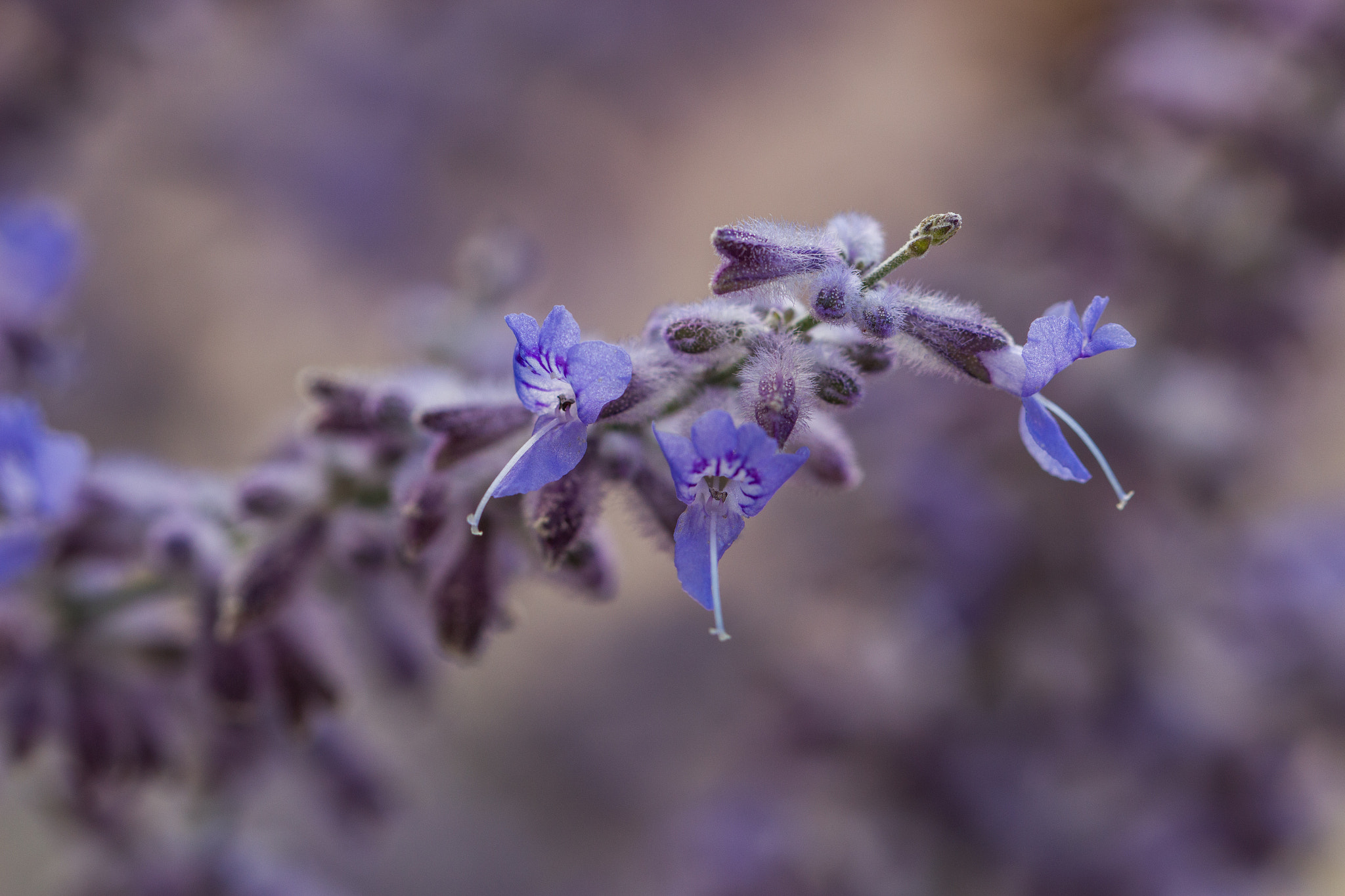 Canon EF 100mm F2.8L Macro IS USM sample photo. Russian sage photography