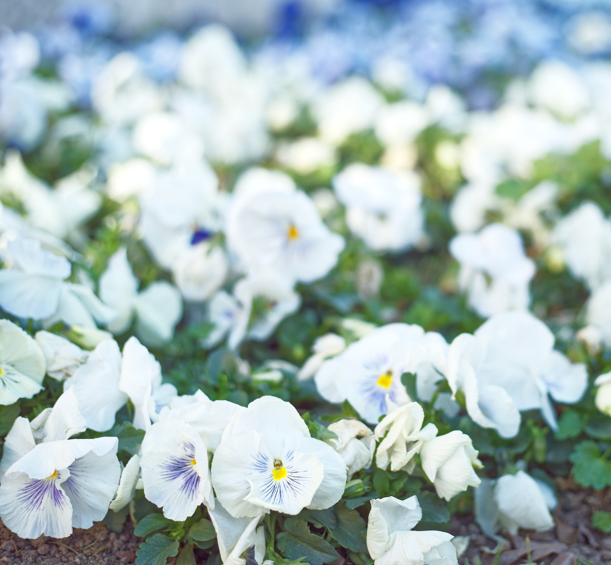 Sony a7R + Sony DT 50mm F1.8 SAM sample photo. White flowers in spring  photography