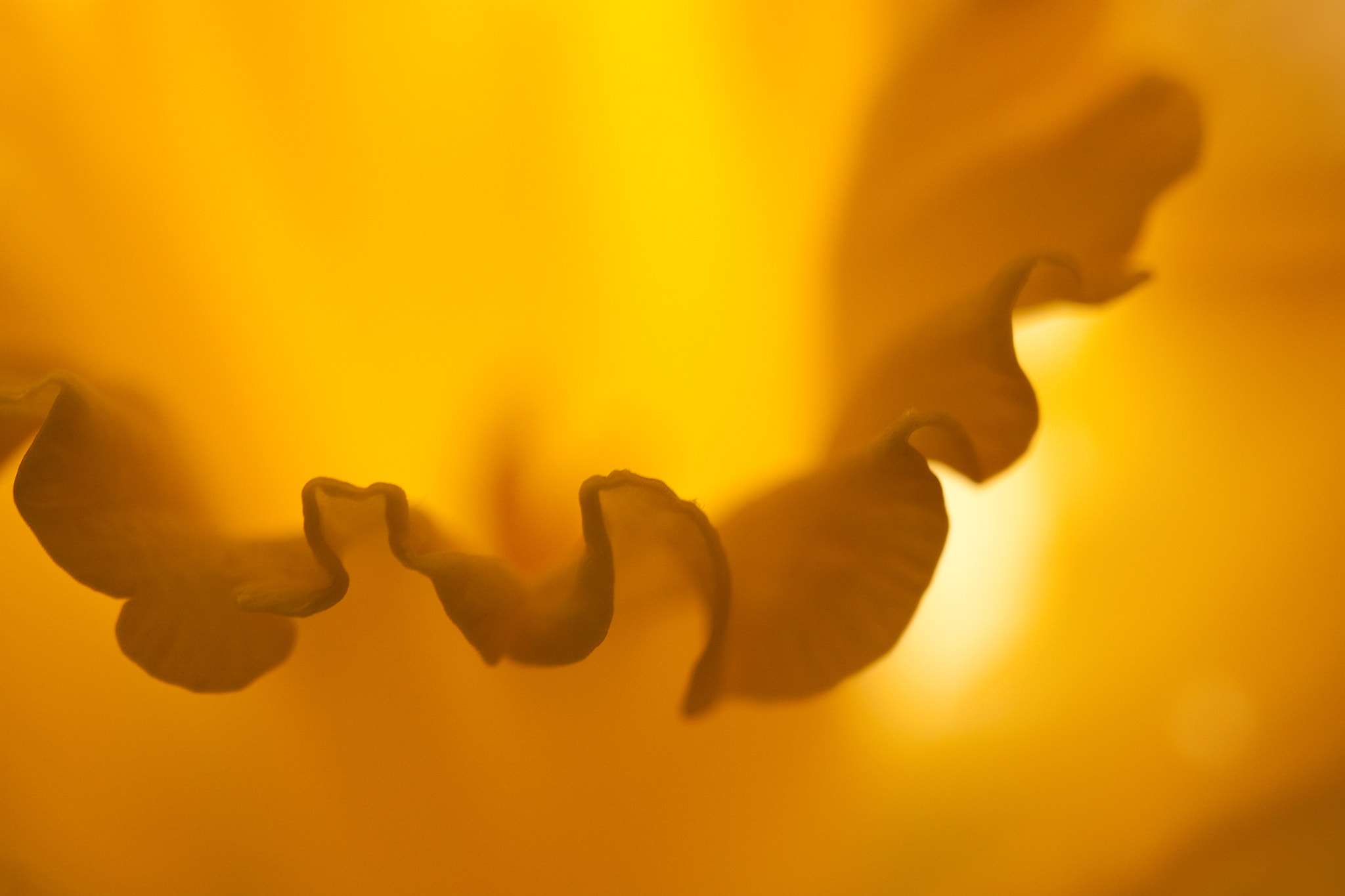 Canon EF 100mm F2.8 Macro USM sample photo. Frou-frou (frills) photography