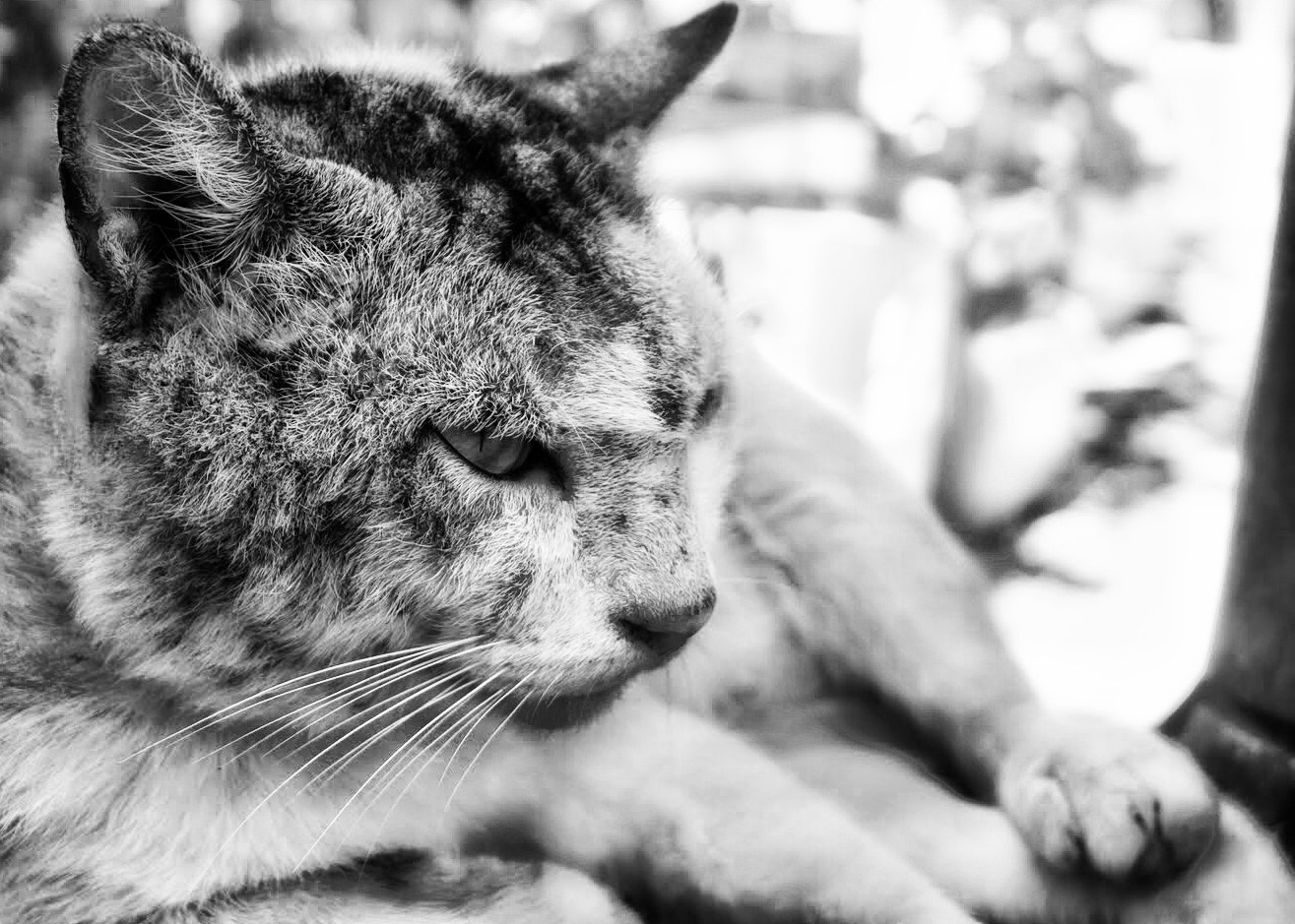 Canon EOS 7D + Canon EF 20-35mm F3.5-4.5 USM sample photo. Street cat photography