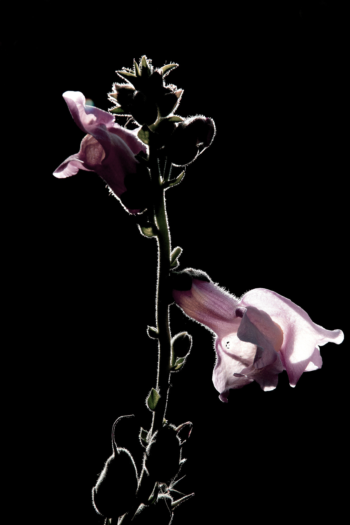 Canon EOS 60D sample photo. Perfiles photography