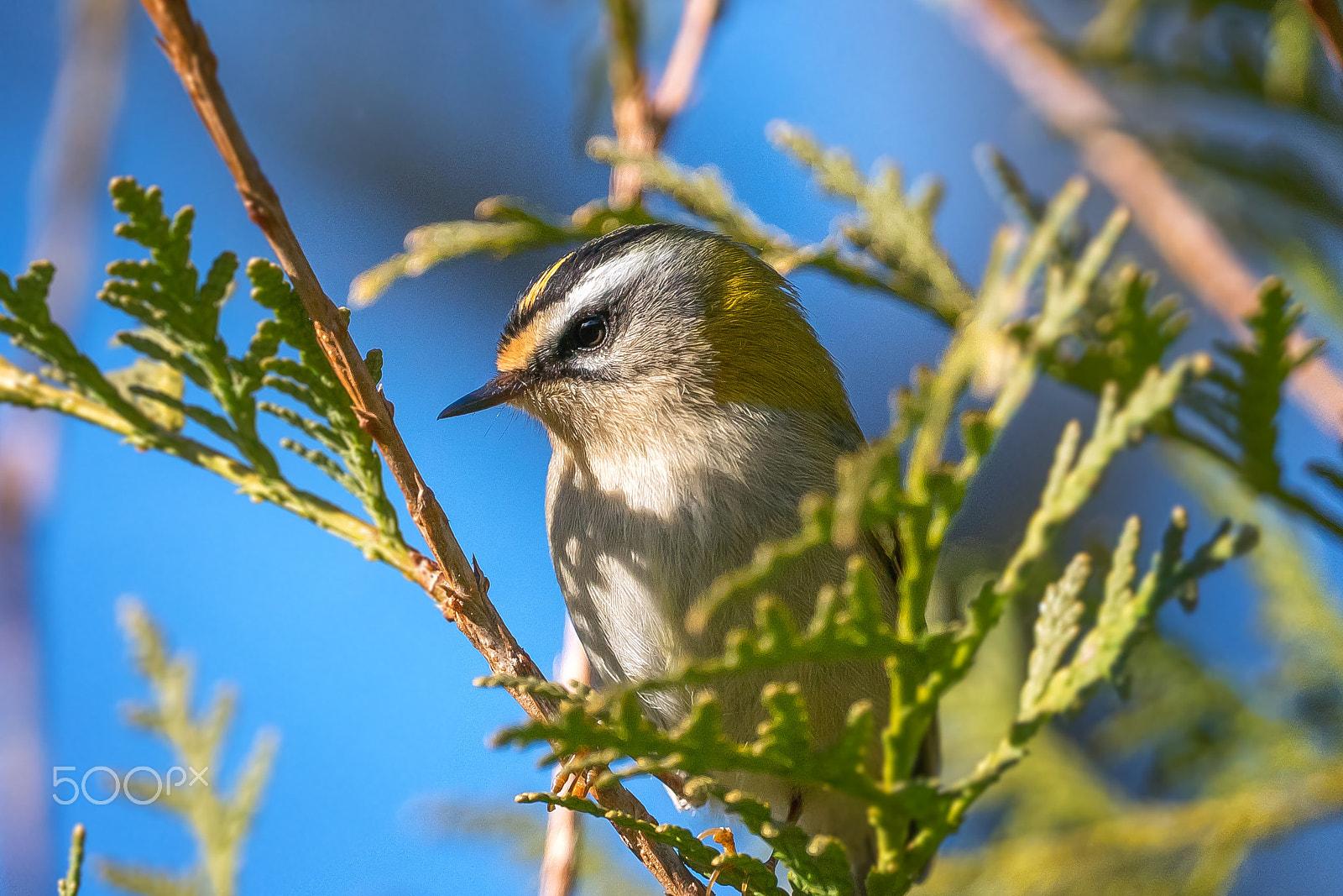 Sony FE 70-300mm F4.5-5.6 G OSS sample photo. Sommergoldhähnchen photography