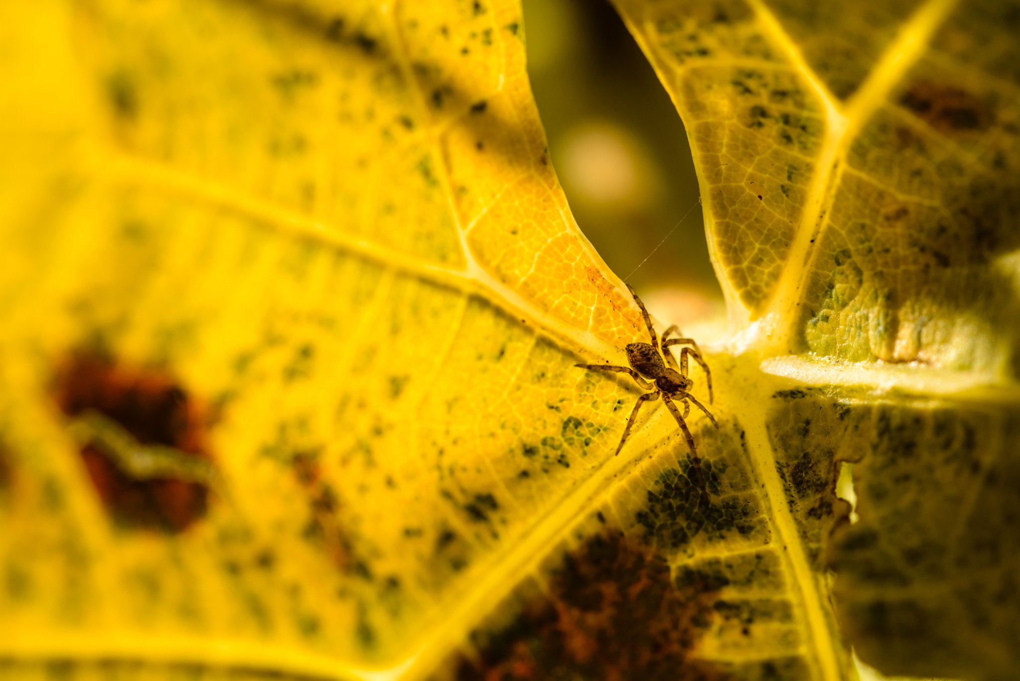 Nikon D800 + Sigma 105mm F2.8 EX DG Macro sample photo. Mini spider photography