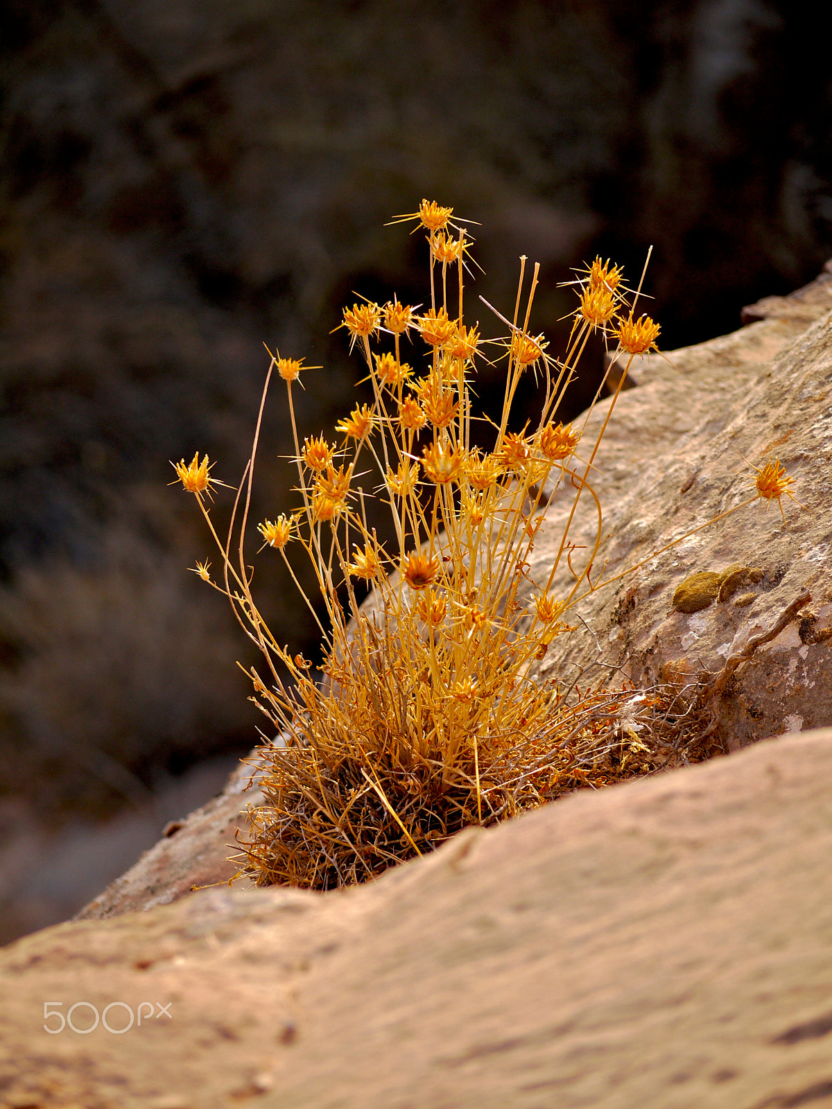 Panasonic Lumix DMC-G1 + Panasonic Lumix G Vario 45-200mm F4-5.6 OIS sample photo. Dana, rummana camp, jordan. photography