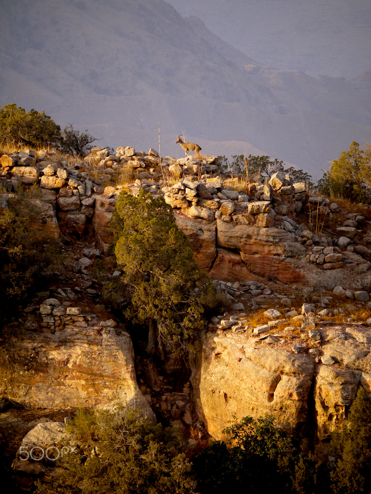 Panasonic Lumix G Vario 45-200mm F4-5.6 OIS sample photo. Ibex at rummana camp, jordan. photography