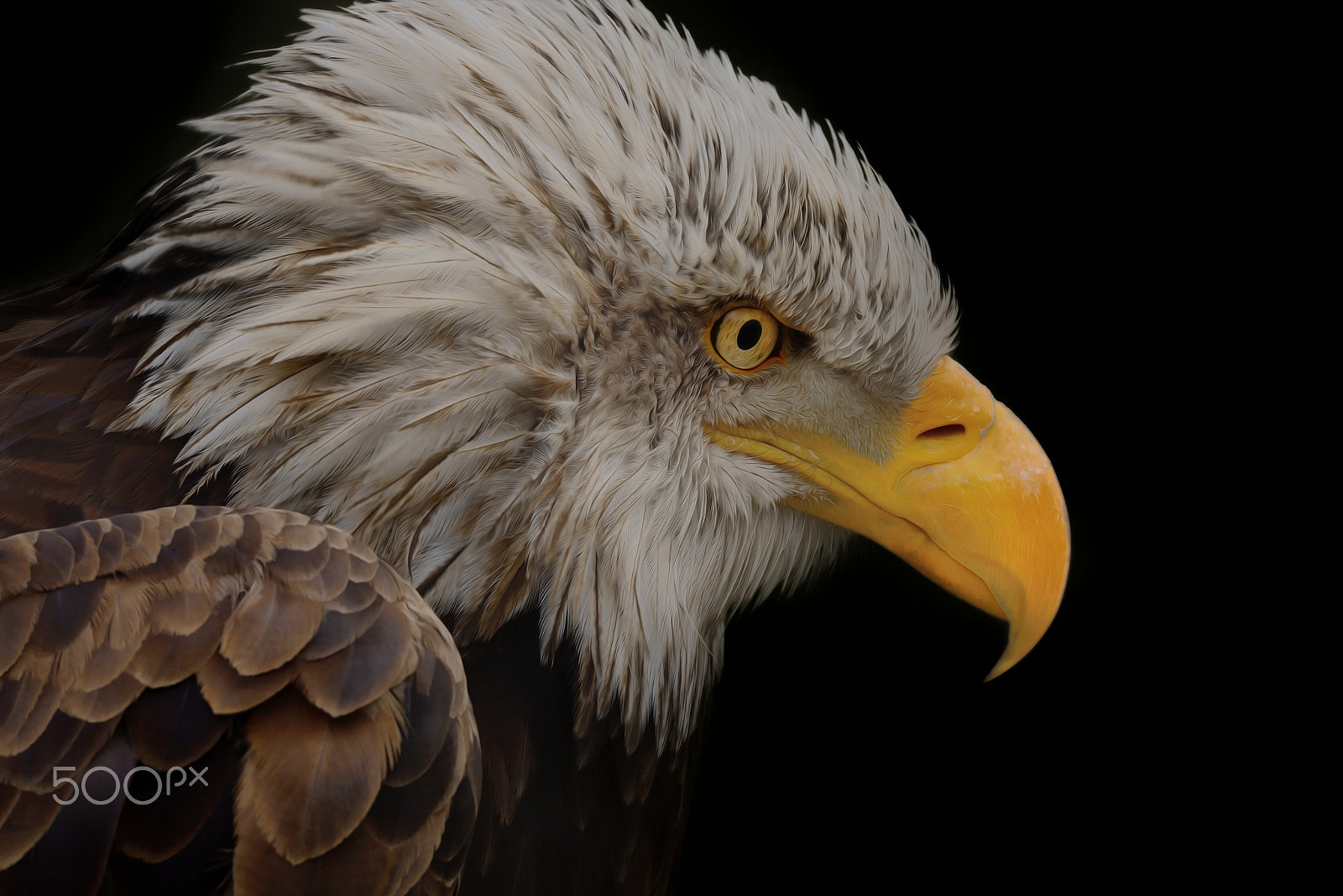 Sigma 150-600mm F5-6.3 DG OS HSM | S sample photo. Eye wide open photography