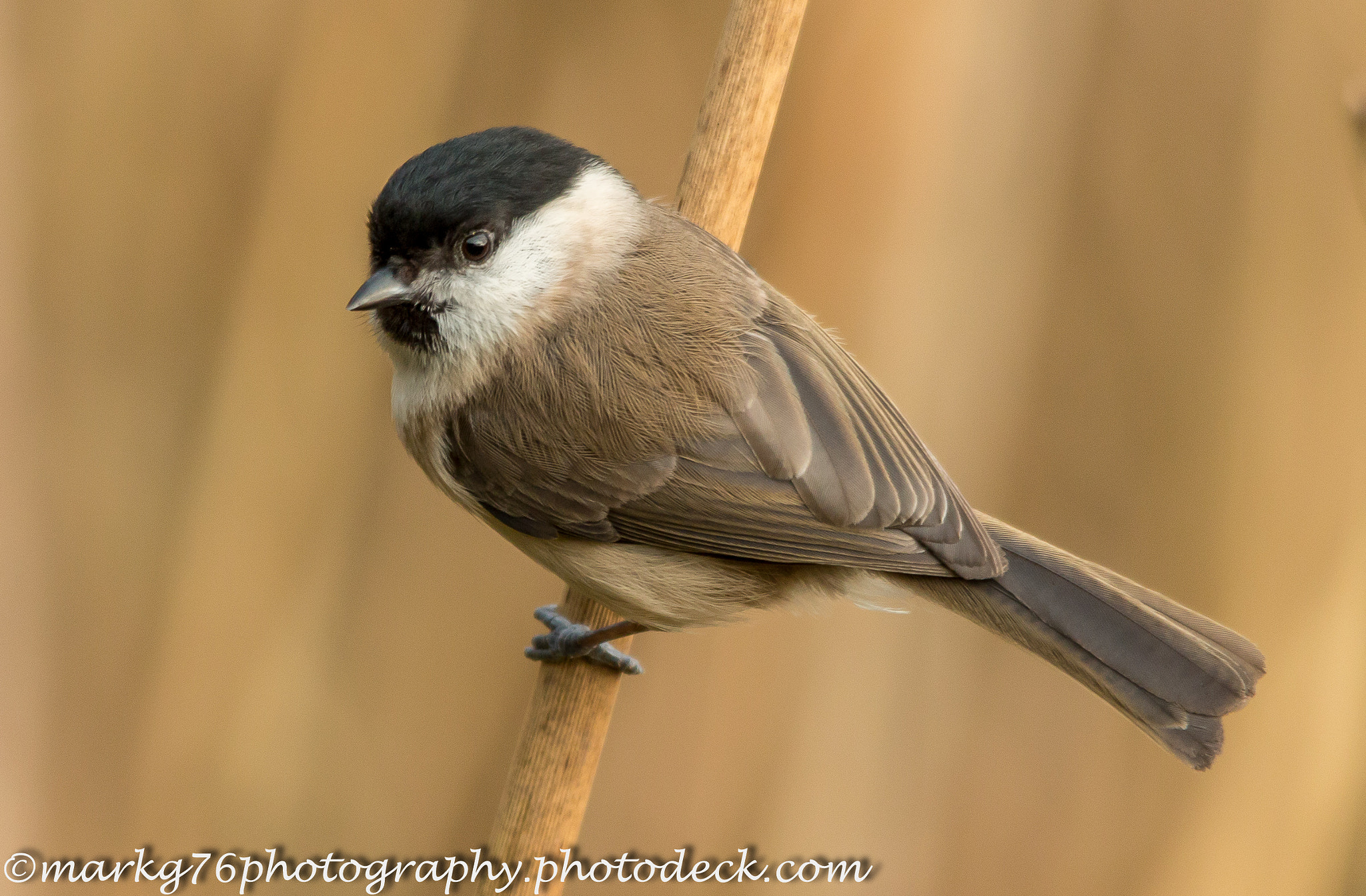 Sigma 150-500mm F5-6.3 DG OS HSM sample photo. Marshy photography