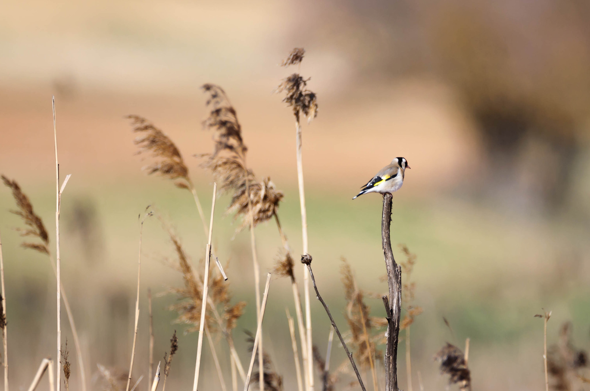 Nikon D90 + Tamron SP 150-600mm F5-6.3 Di VC USD sample photo. Goldfinch in the field photography