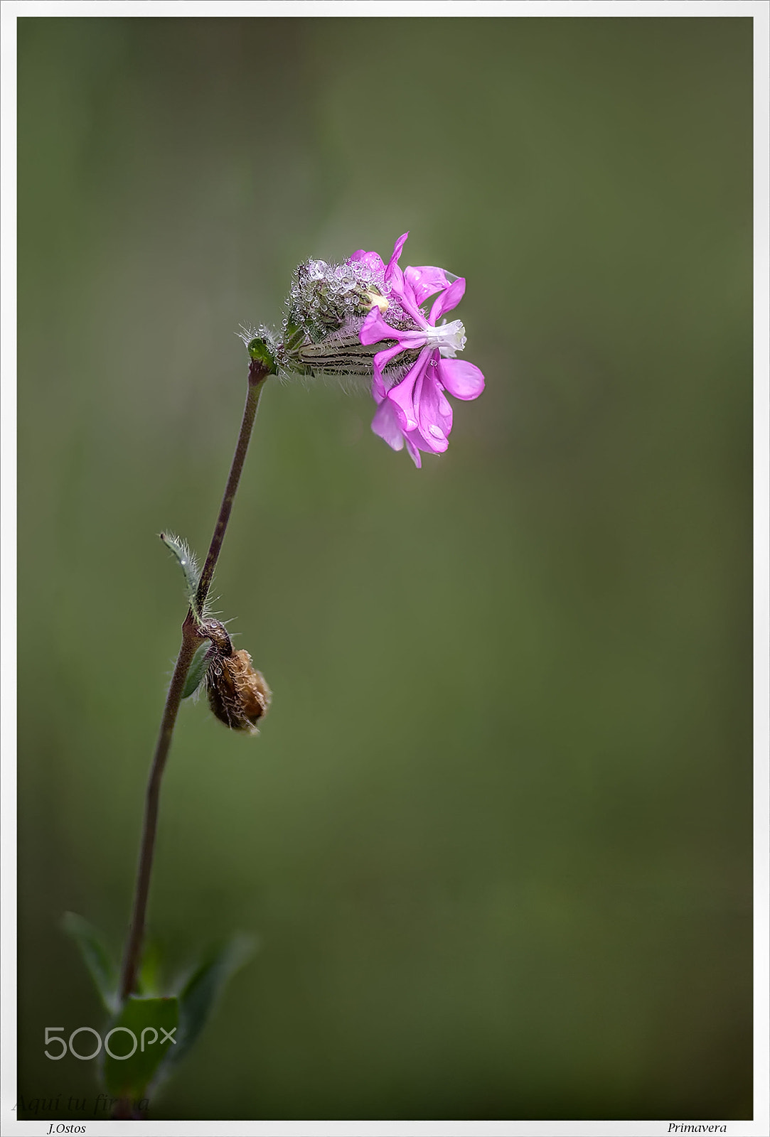 Canon EF 135mm F2L USM sample photo. Pink flower. photography