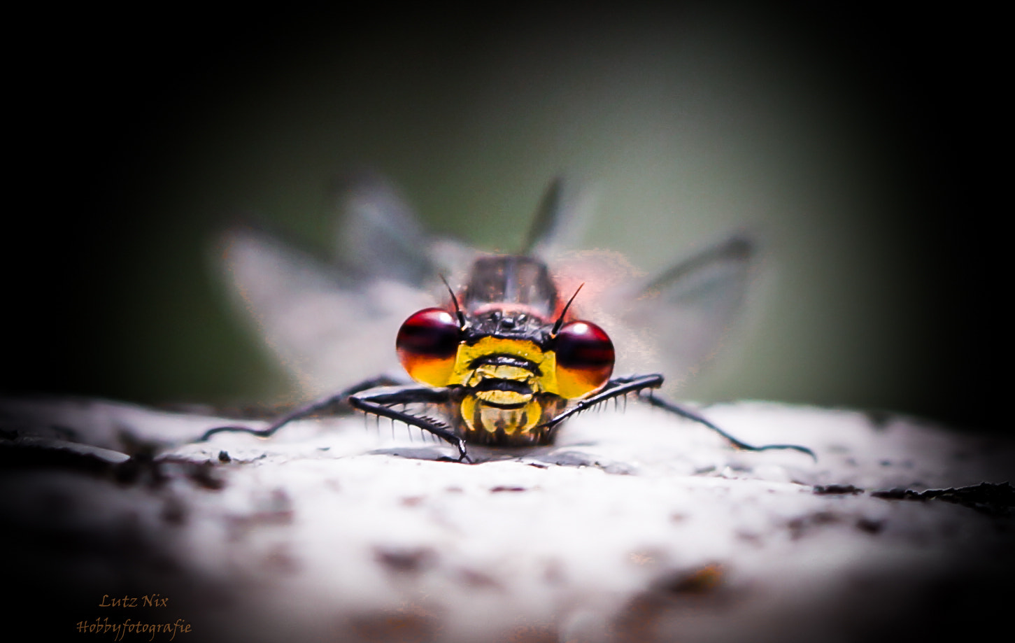 90mm F2.8 Macro SSM sample photo. Face to face with a dragonfly photography