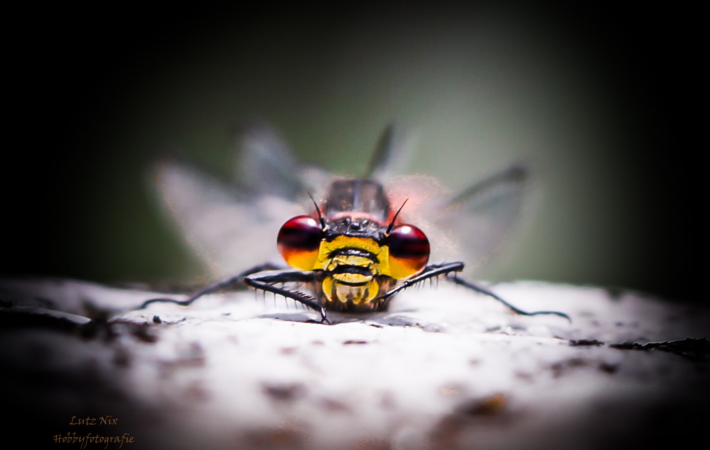 Sony SLT-A65 (SLT-A65V) + 90mm F2.8 Macro SSM sample photo. Face to face with a dragonfly photography