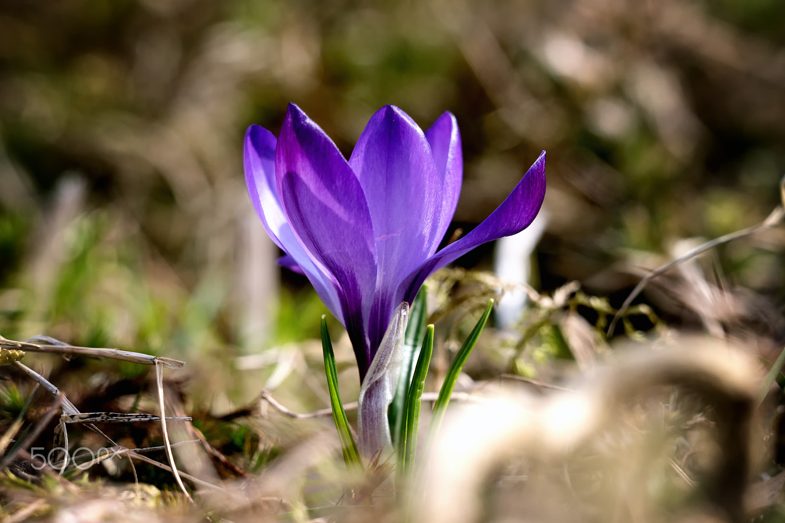 Sony FE 70-300mm F4.5-5.6 G OSS sample photo. Krokus im frühling photography