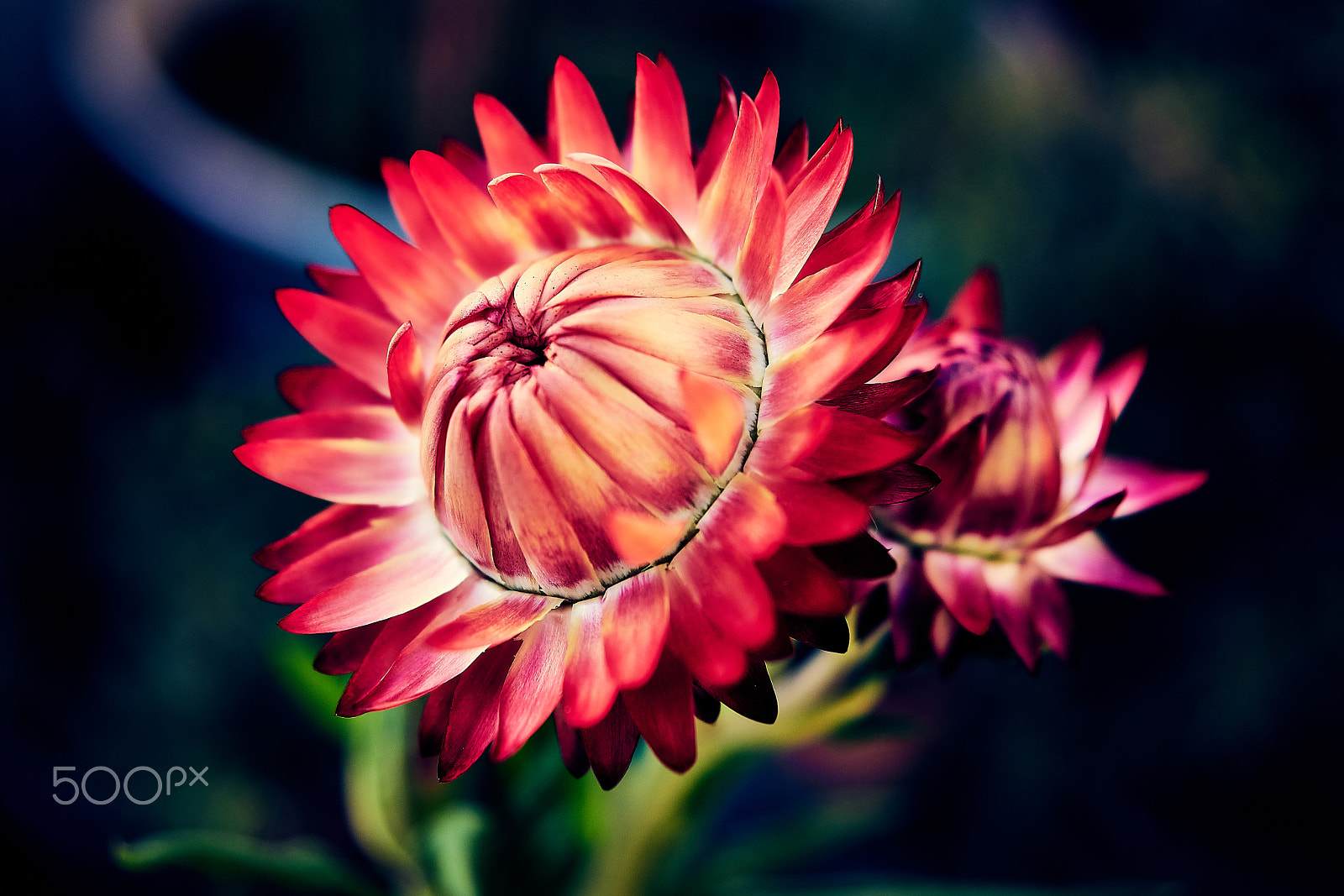 Sony DT 30mm F2.8 Macro SAM sample photo. Red palette photography
