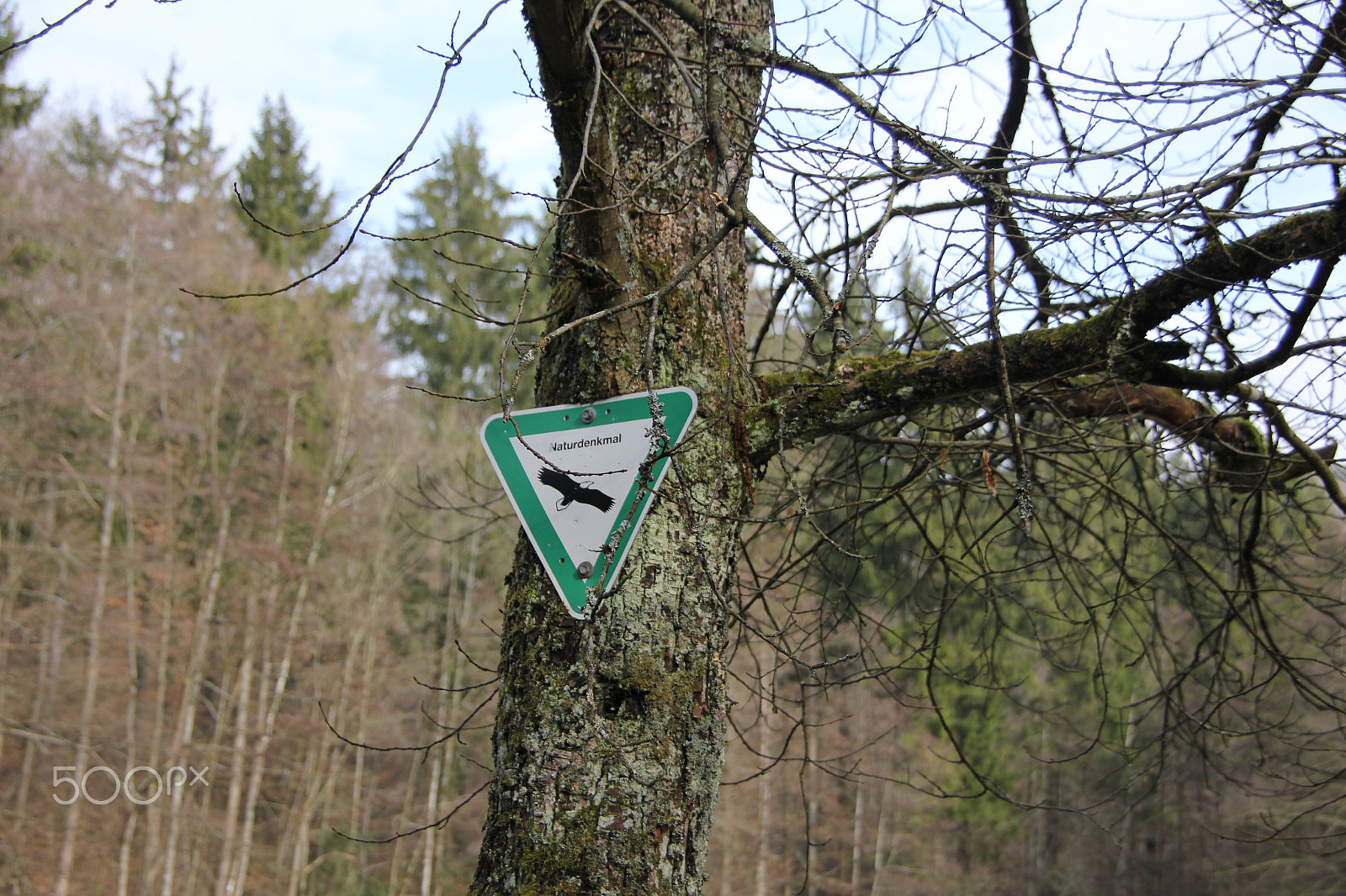 Canon EOS 550D (EOS Rebel T2i / EOS Kiss X4) sample photo. Sign on tree - naturdenkmal photography