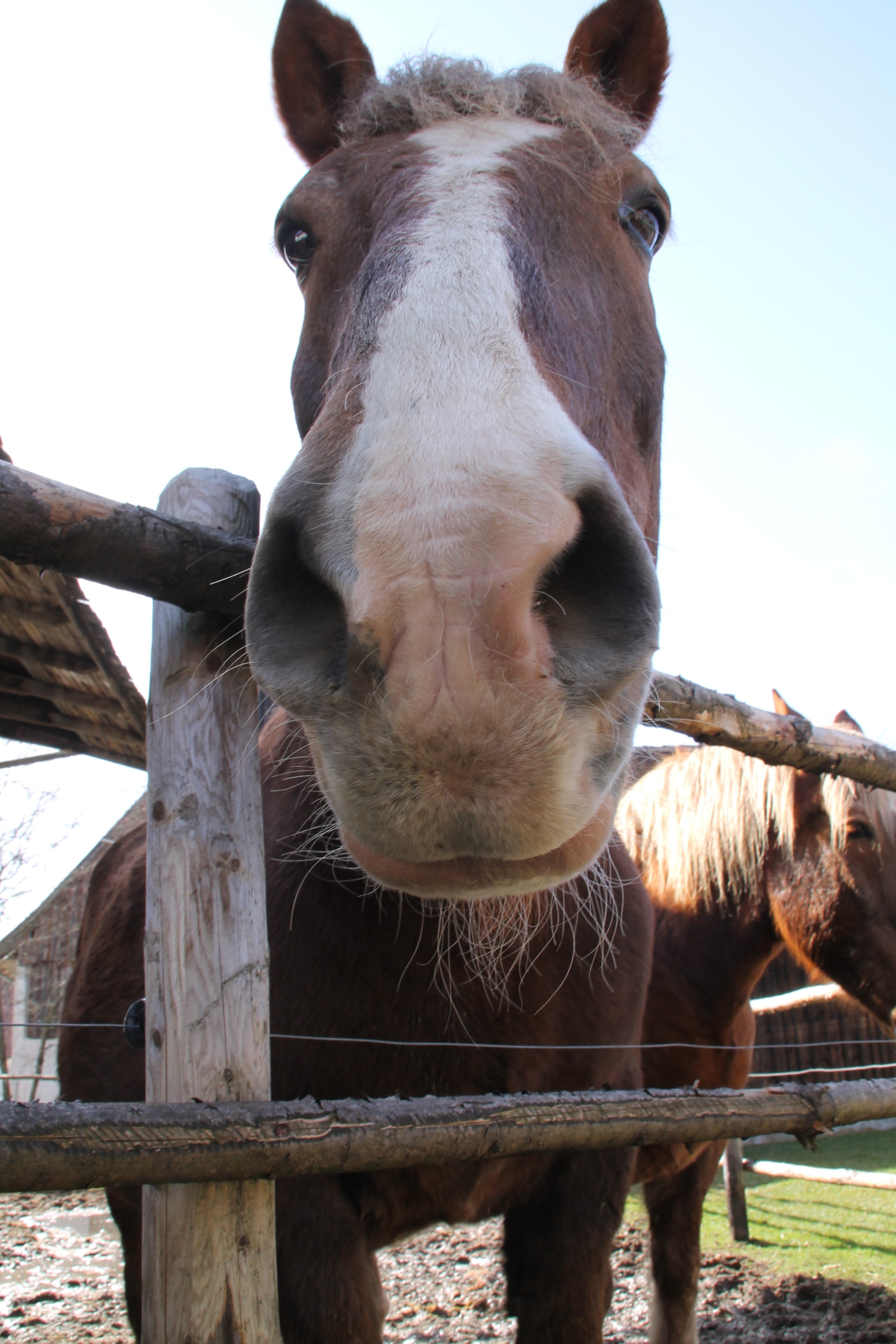 Canon EOS 1100D (EOS Rebel T3 / EOS Kiss X50) sample photo. Horse photography