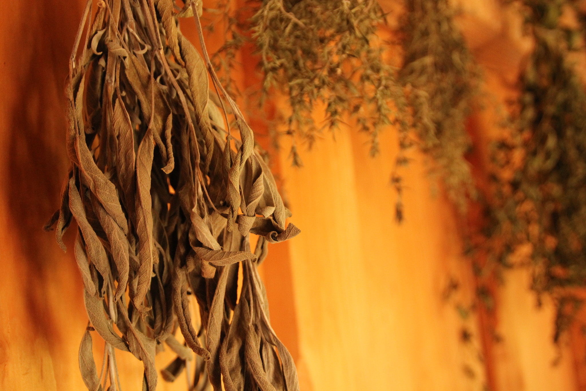 Canon EOS 1100D (EOS Rebel T3 / EOS Kiss X50) sample photo. Dried herbs photography