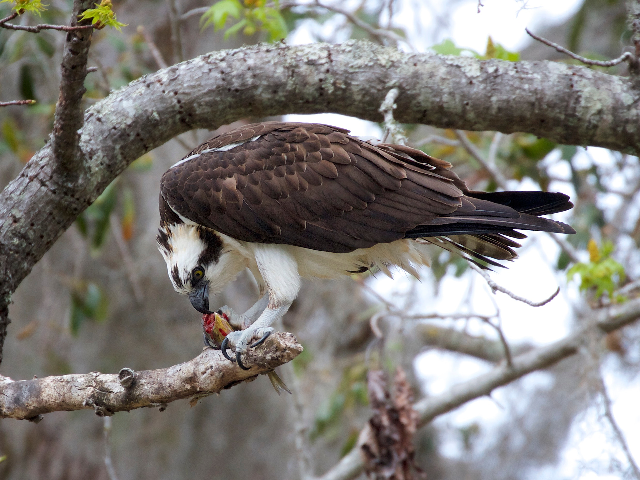 Canon EOS 7D + Canon EF 70-300mm F4-5.6L IS USM sample photo. Osprey with lunch photography