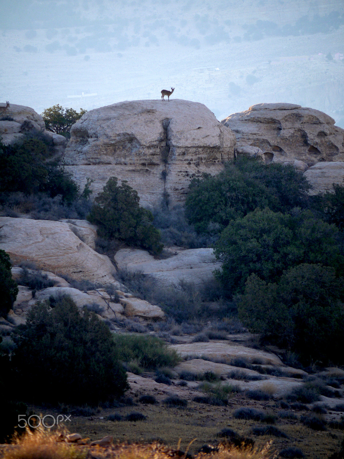 Panasonic Lumix G Vario 45-200mm F4-5.6 OIS sample photo. Ibex at rummana camp (rscn), dana, jordan. photography