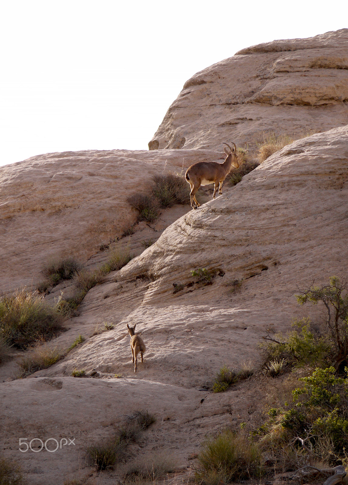 Panasonic Lumix G Vario 45-200mm F4-5.6 OIS sample photo. Ibex at rummana camp (rscn), dana, jordan. photography