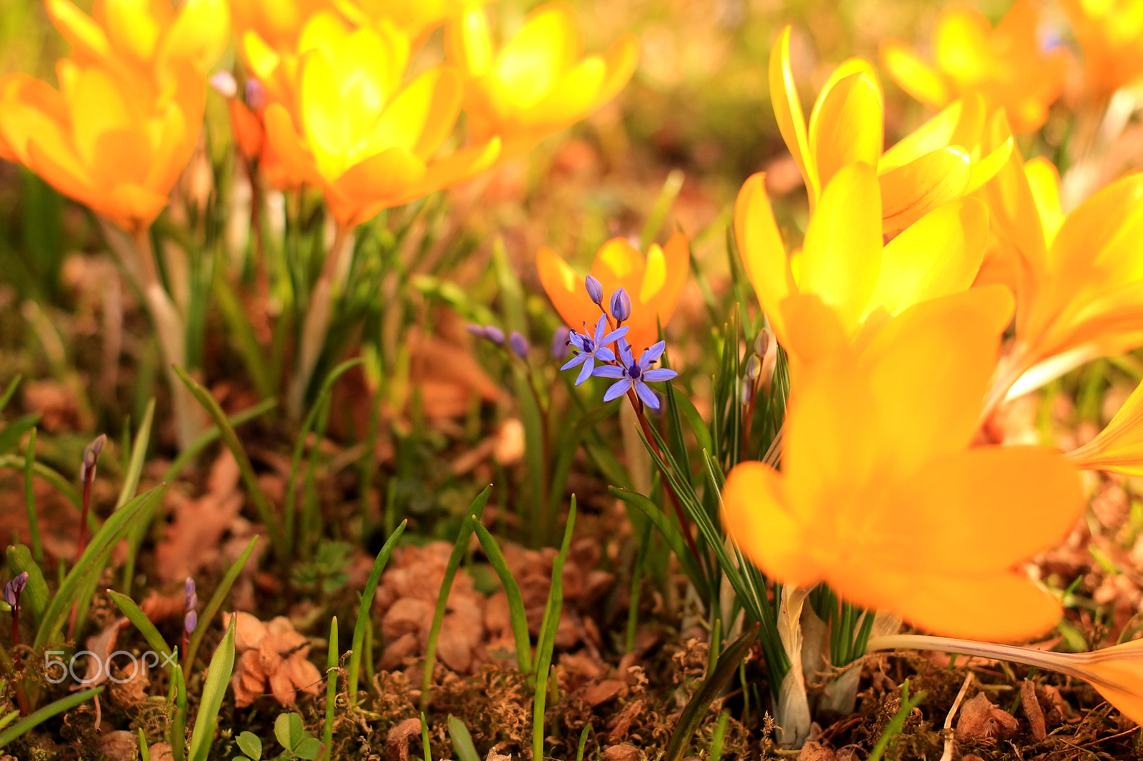 Canon EOS 650D (EOS Rebel T4i / EOS Kiss X6i) + Canon EF 40mm F2.8 STM sample photo. Isnt it nice? photography