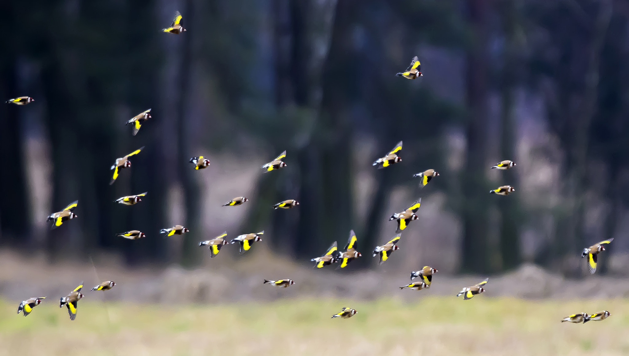 Pentax K-3 sample photo. European goldfinch photography