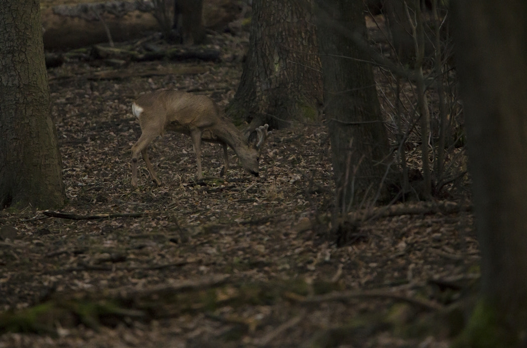 Tamron SP 150-600mm F5-6.3 Di VC USD sample photo. Deer photography