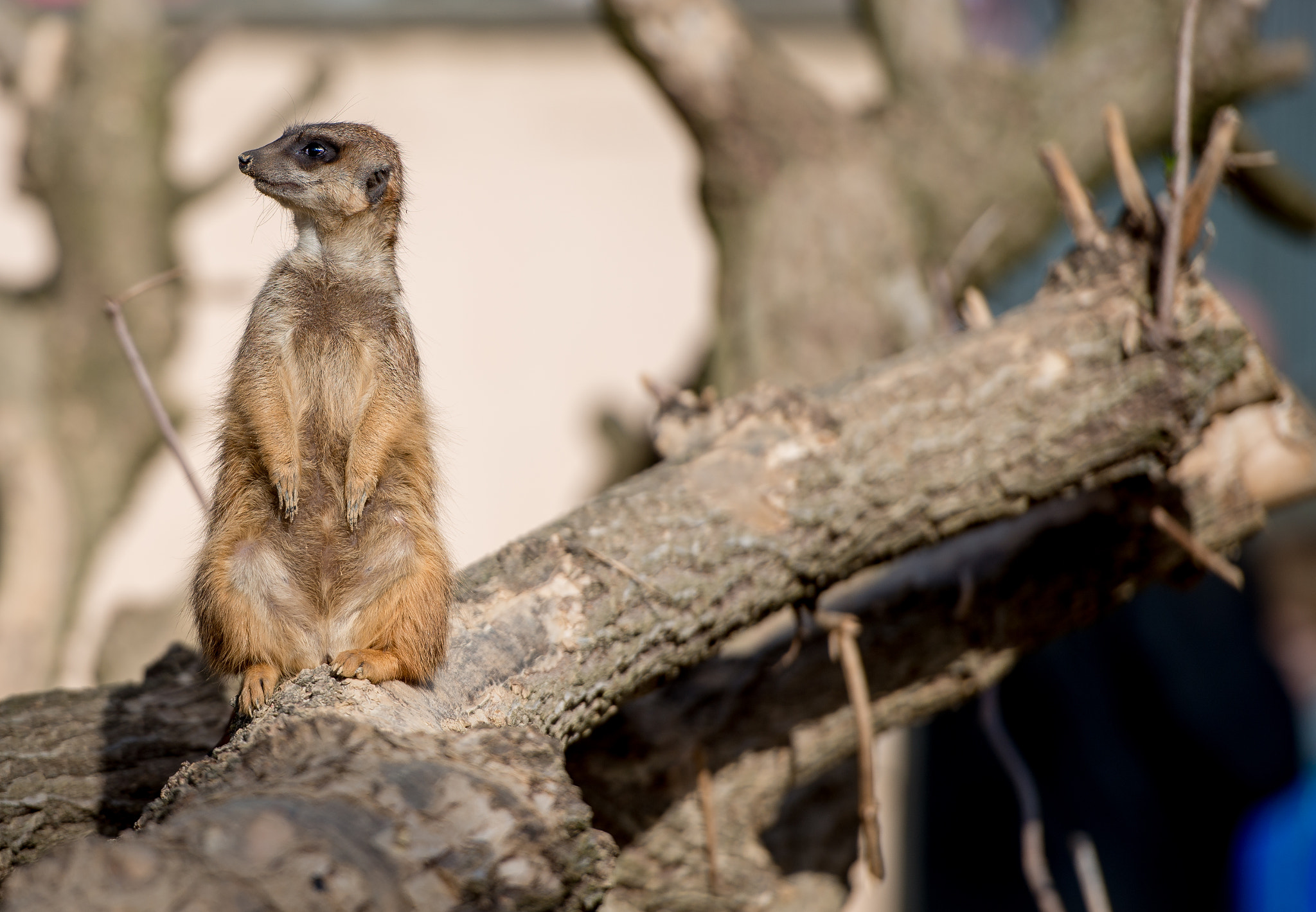 Nikon AF-S Nikkor 70-200mm F2.8G ED VR II sample photo. Ich passe hier auf photography