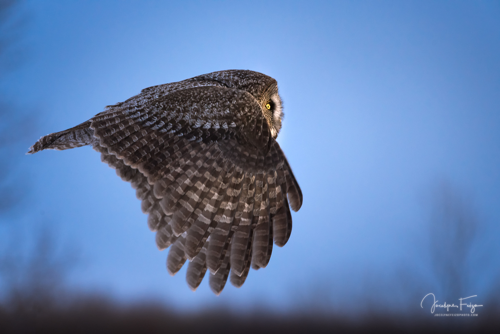 Nikon D750 + Nikon AF-S Nikkor 300mm F4D ED-IF sample photo. Great gray owl photography