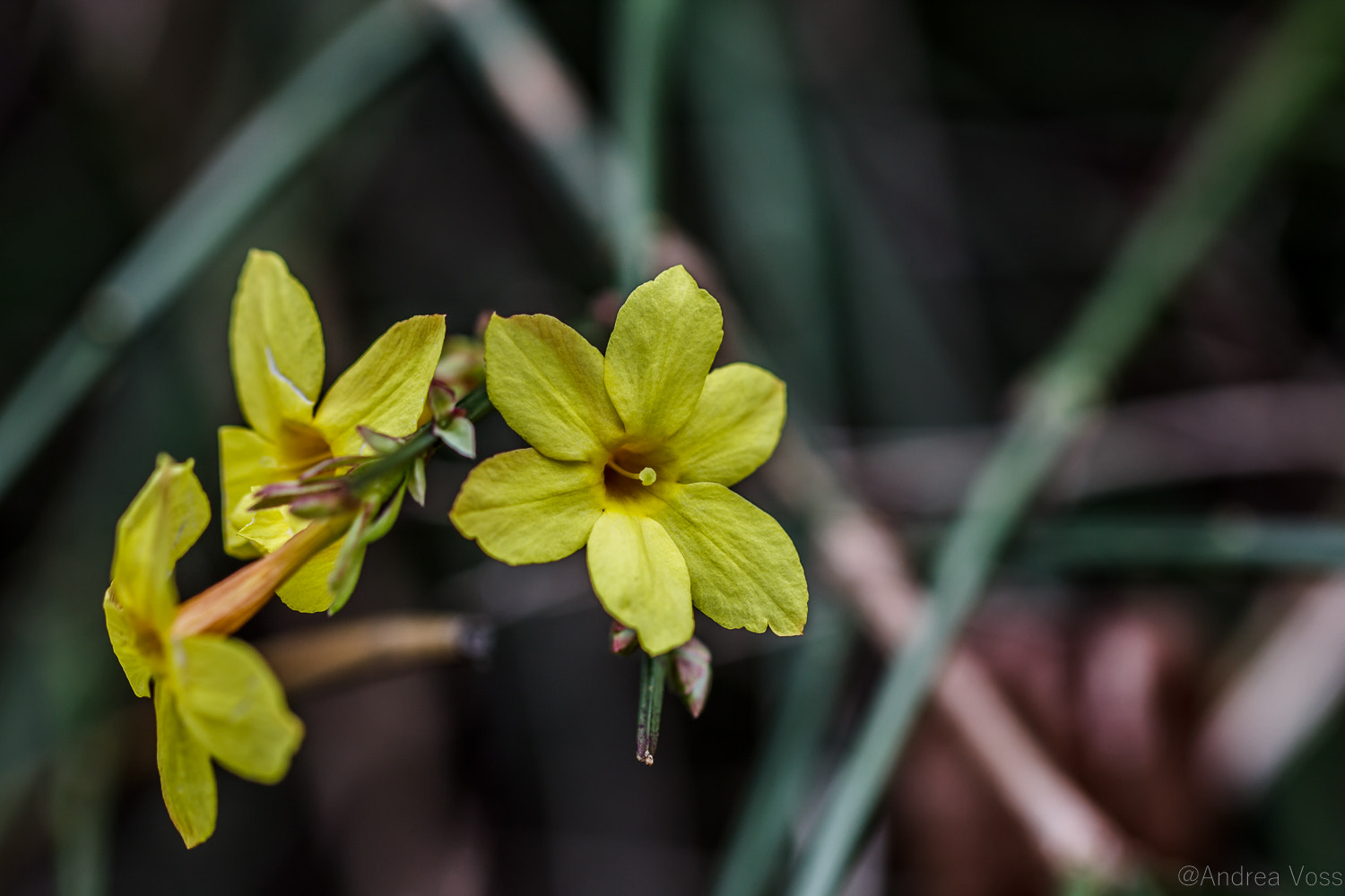 Canon EF 100mm F2.8L Macro IS USM sample photo. Beautiful sunday photography