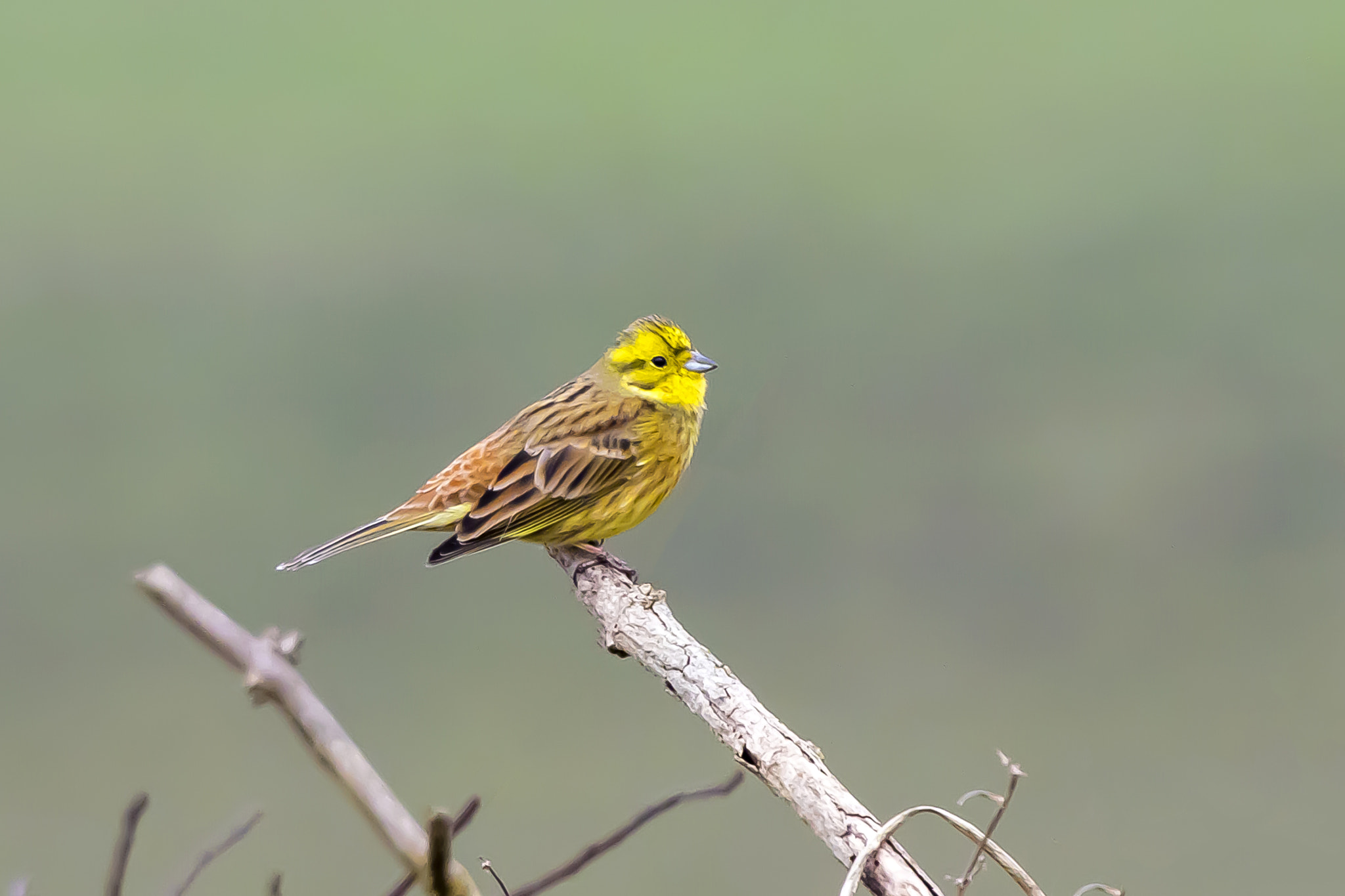 Pentax K-3 + Sigma sample photo. Yellowhammer photography