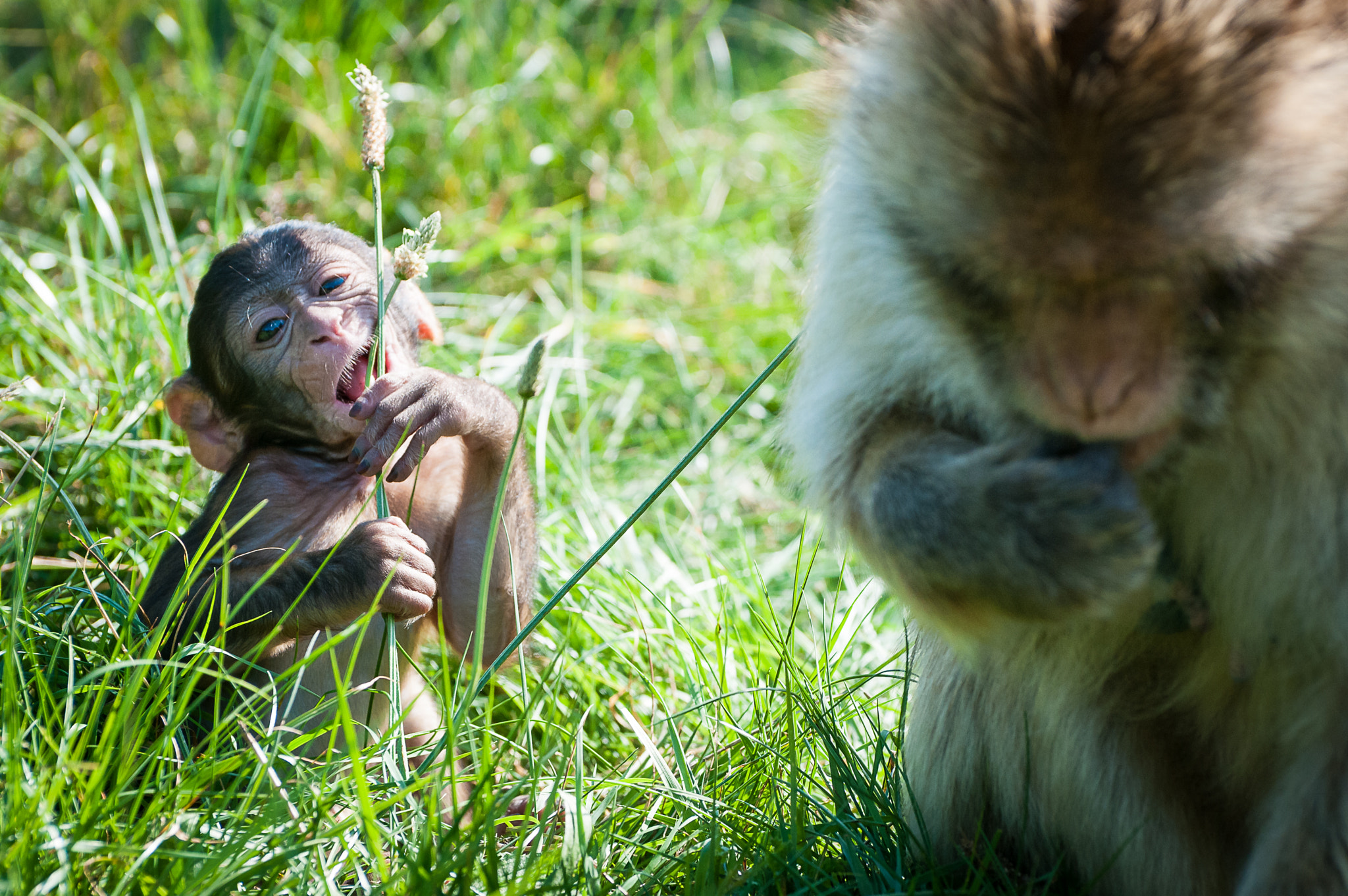 Nikon D300S sample photo. Monkey photography